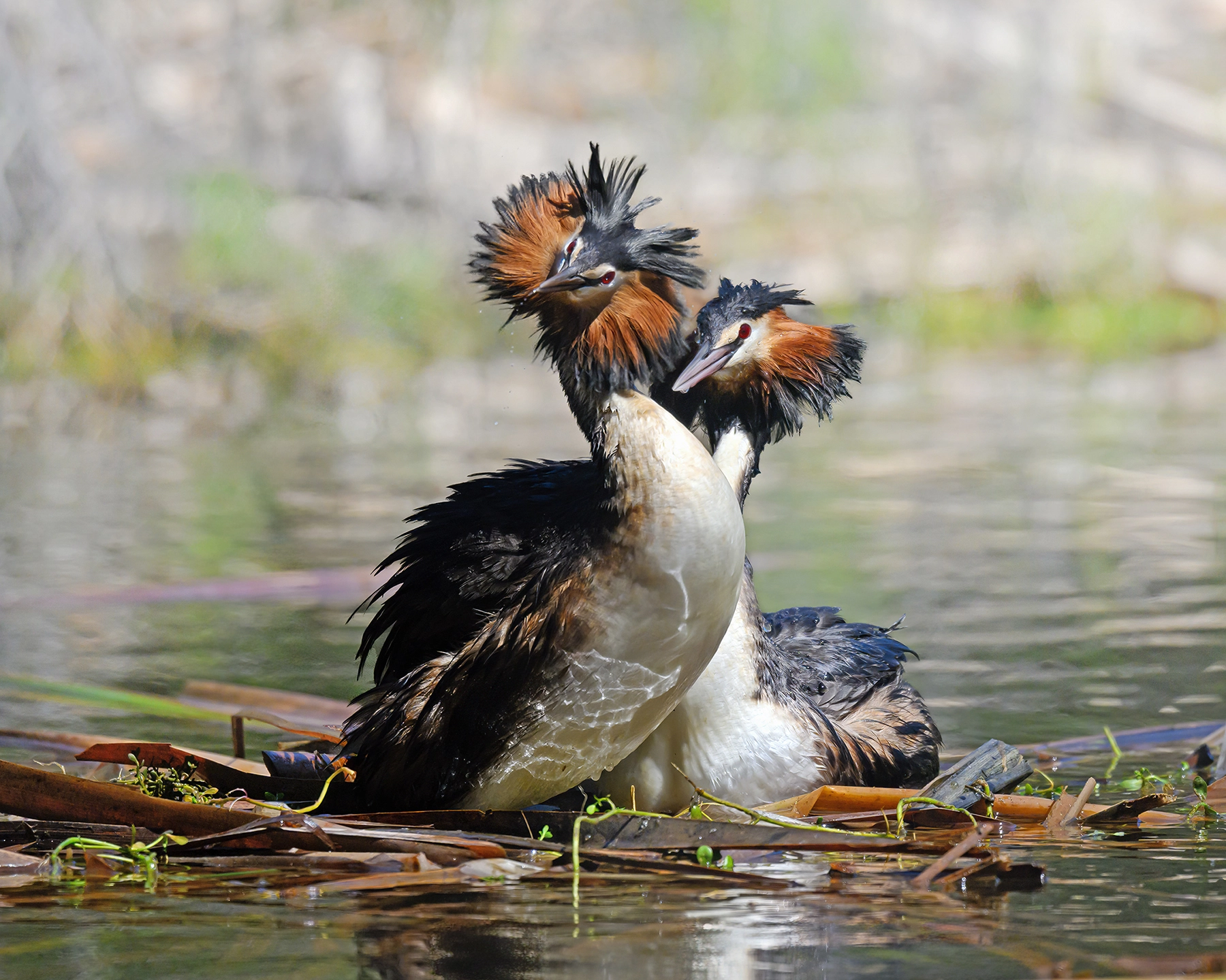 Great Crested Grebe (Image ID 65113)