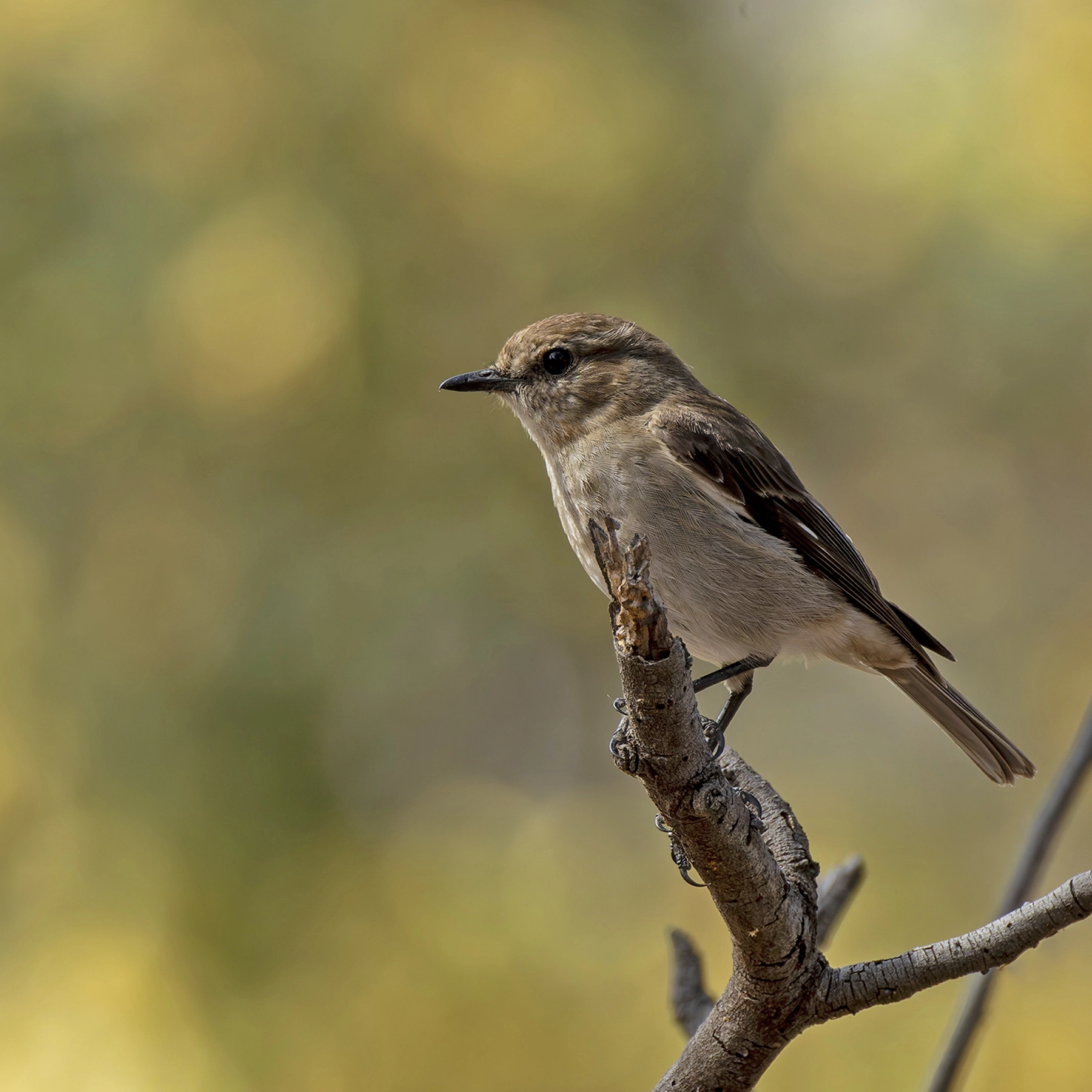 Dusky Robin (Image ID 66007) Dusky Robin (Image ID 66007)