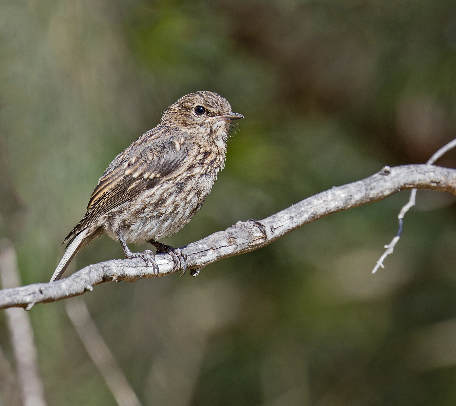 Dusky Robin (Image ID 65772) Dusky Robin (Image ID 65772)