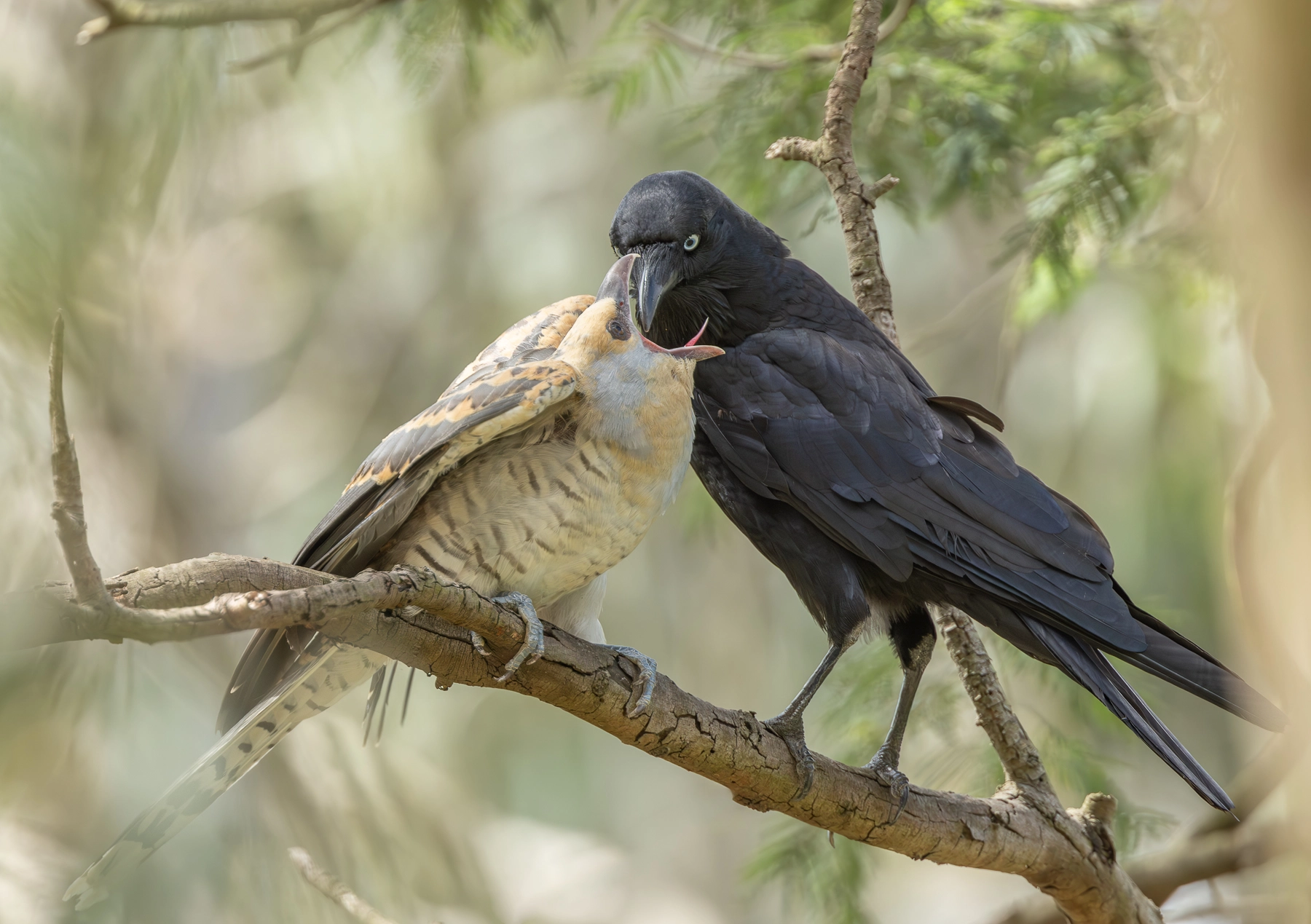 Channel-billed Cuckoo, Little Raven (Image ID 66657)