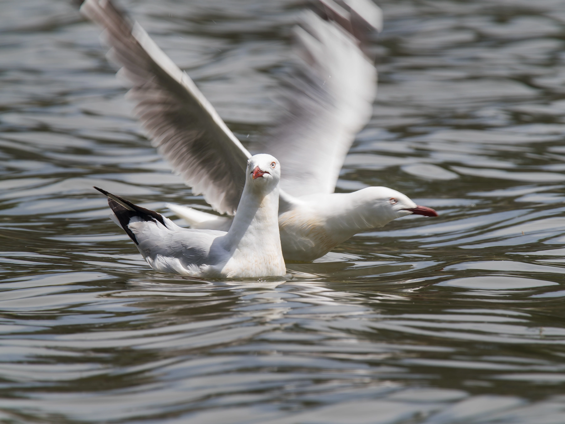 Silver Gull (Image ID 66728)