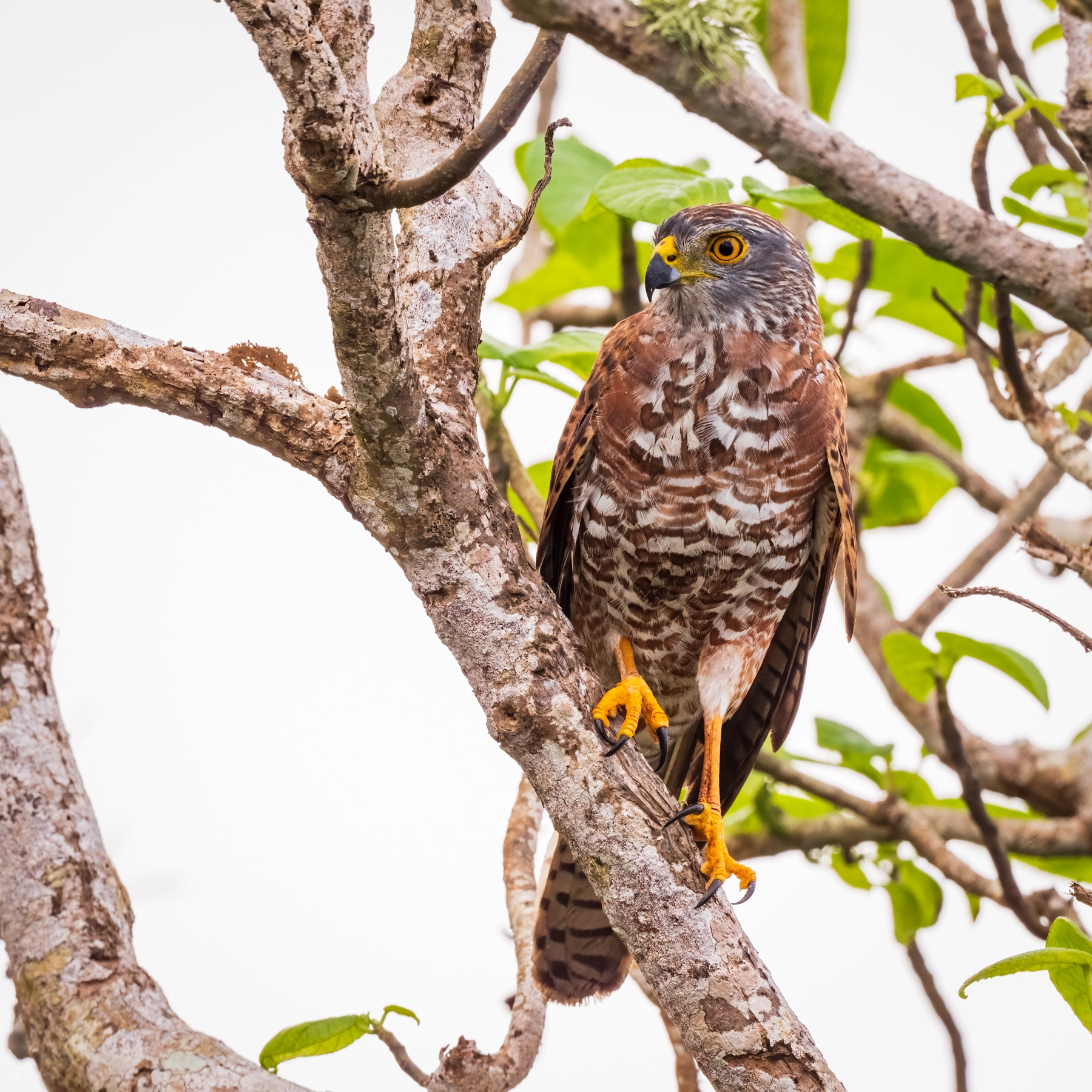 Brown Goshawk (Image ID 66477) Brown Goshawk (Image ID 66477)