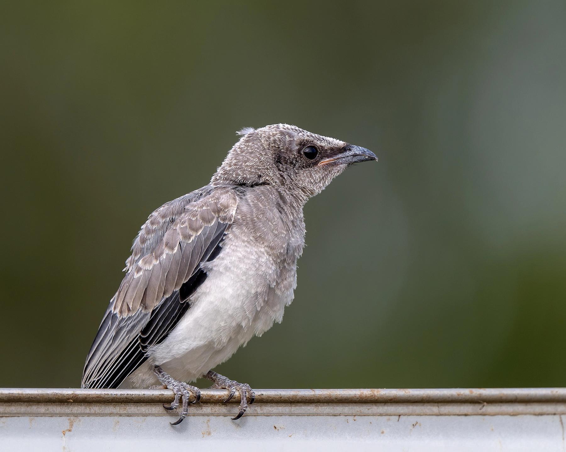 Black-faced Cuckoo-shrike (Image ID 67683)