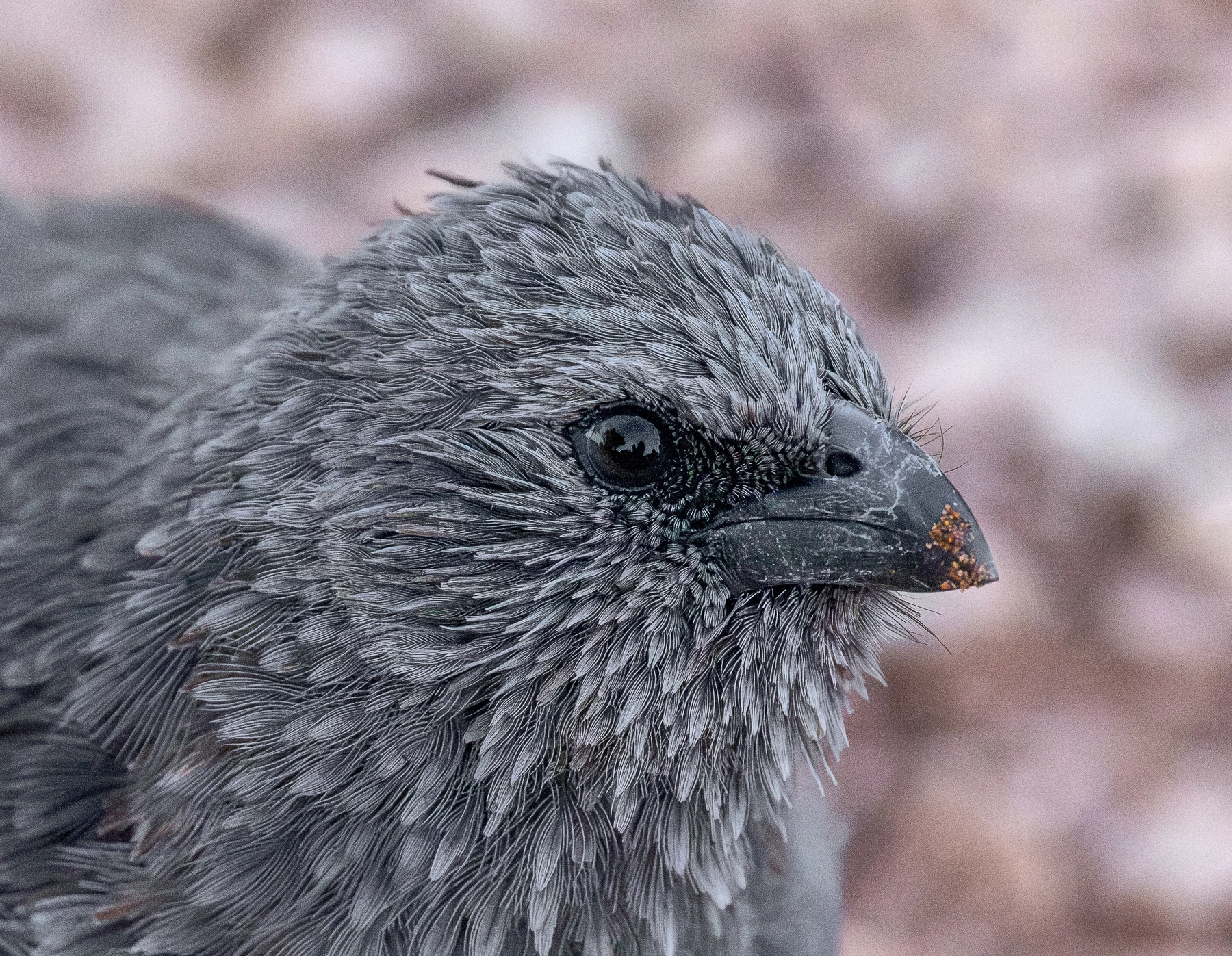 Apostlebird (Image ID 68238)