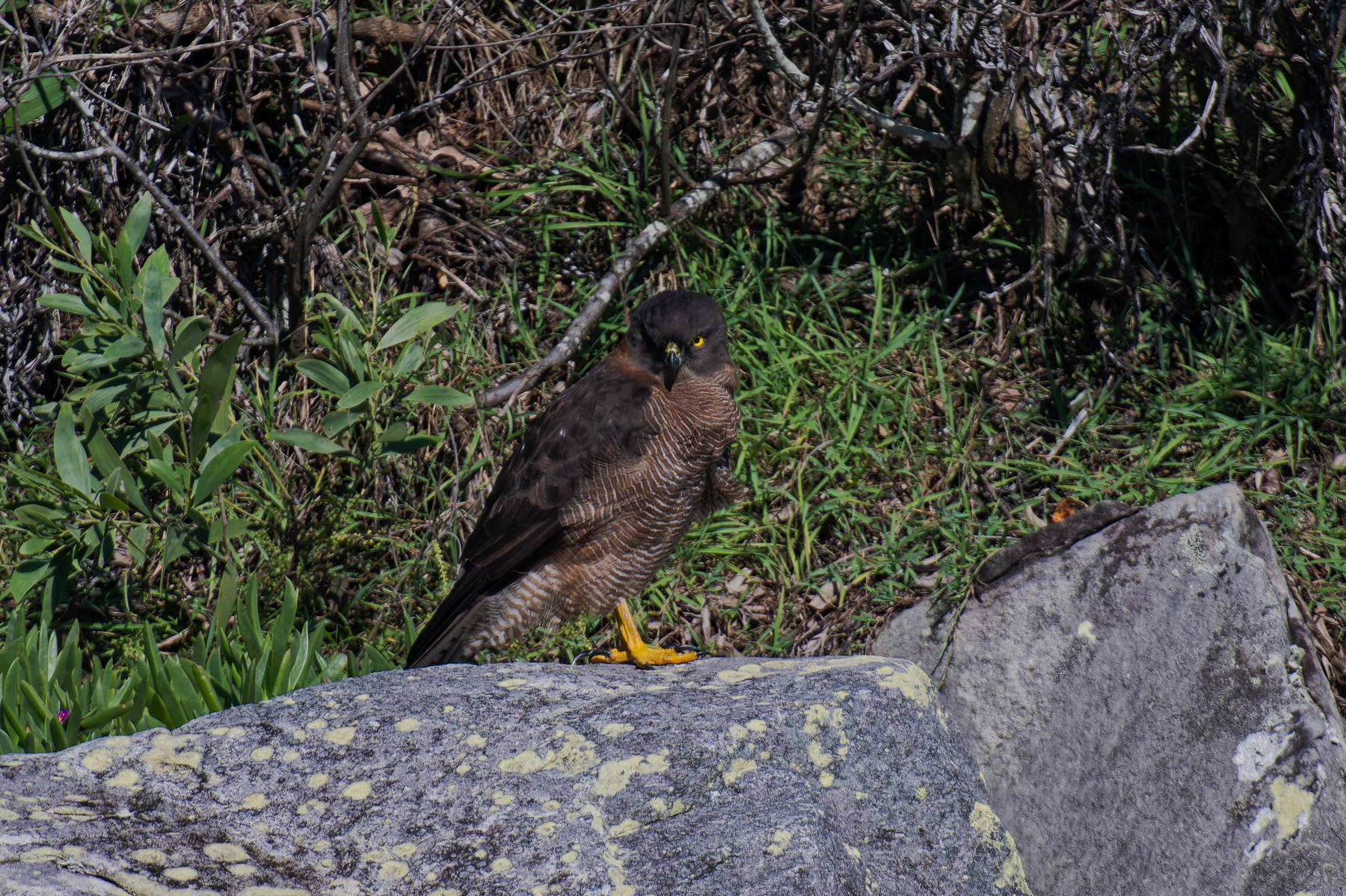 Brown Goshawk (Image ID 68310) Brown Goshawk (Image ID 68310)