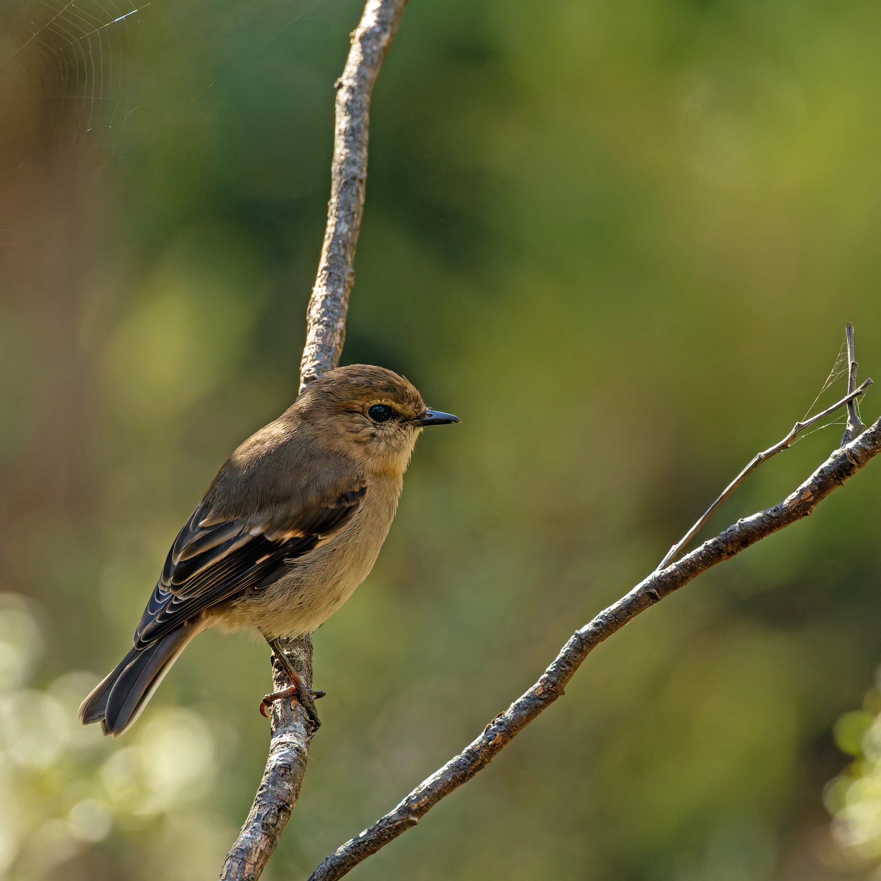 Pink Robin (Image ID 68808)