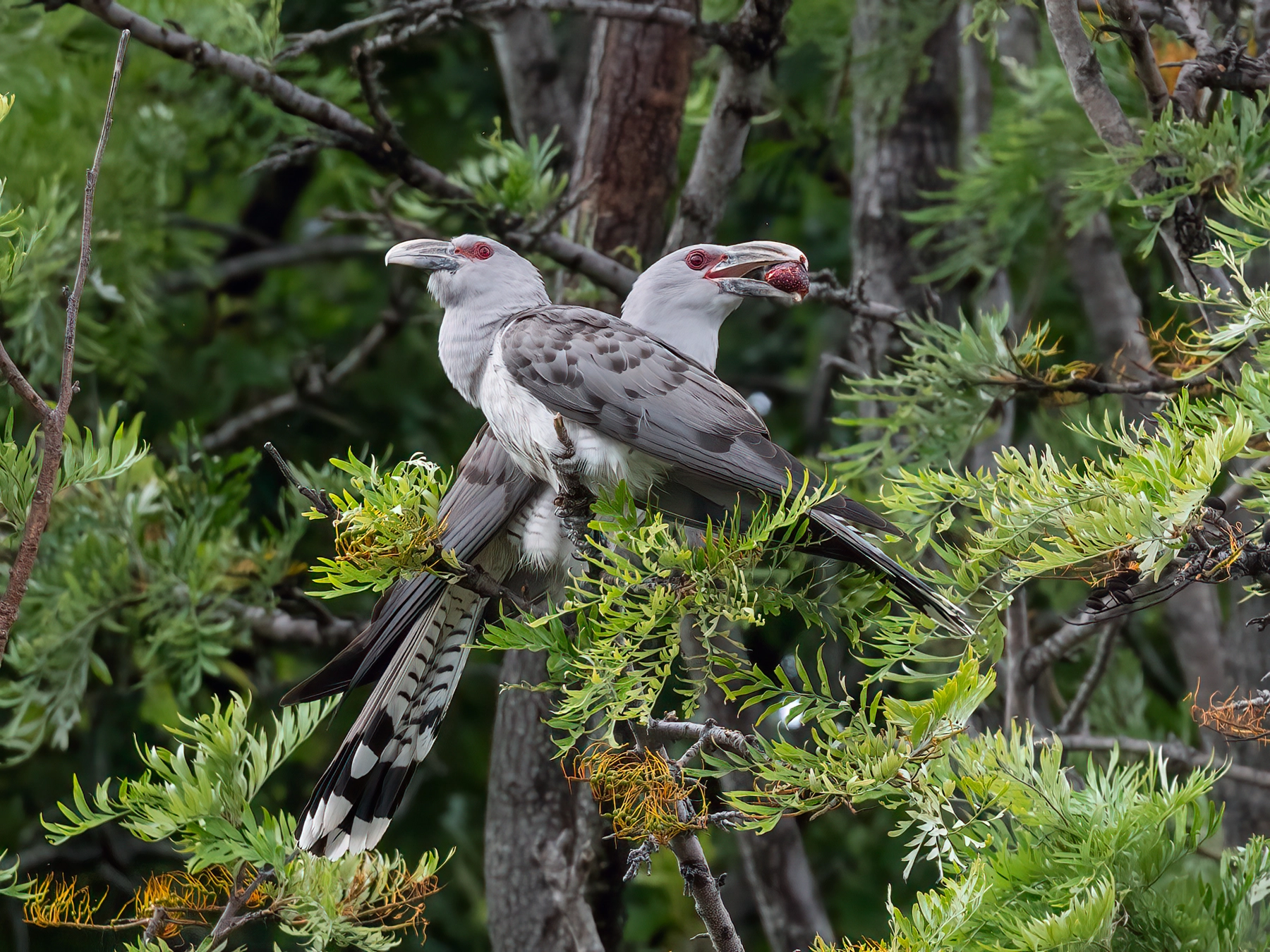 Channel-billed Cuckoo (Image ID 68664)