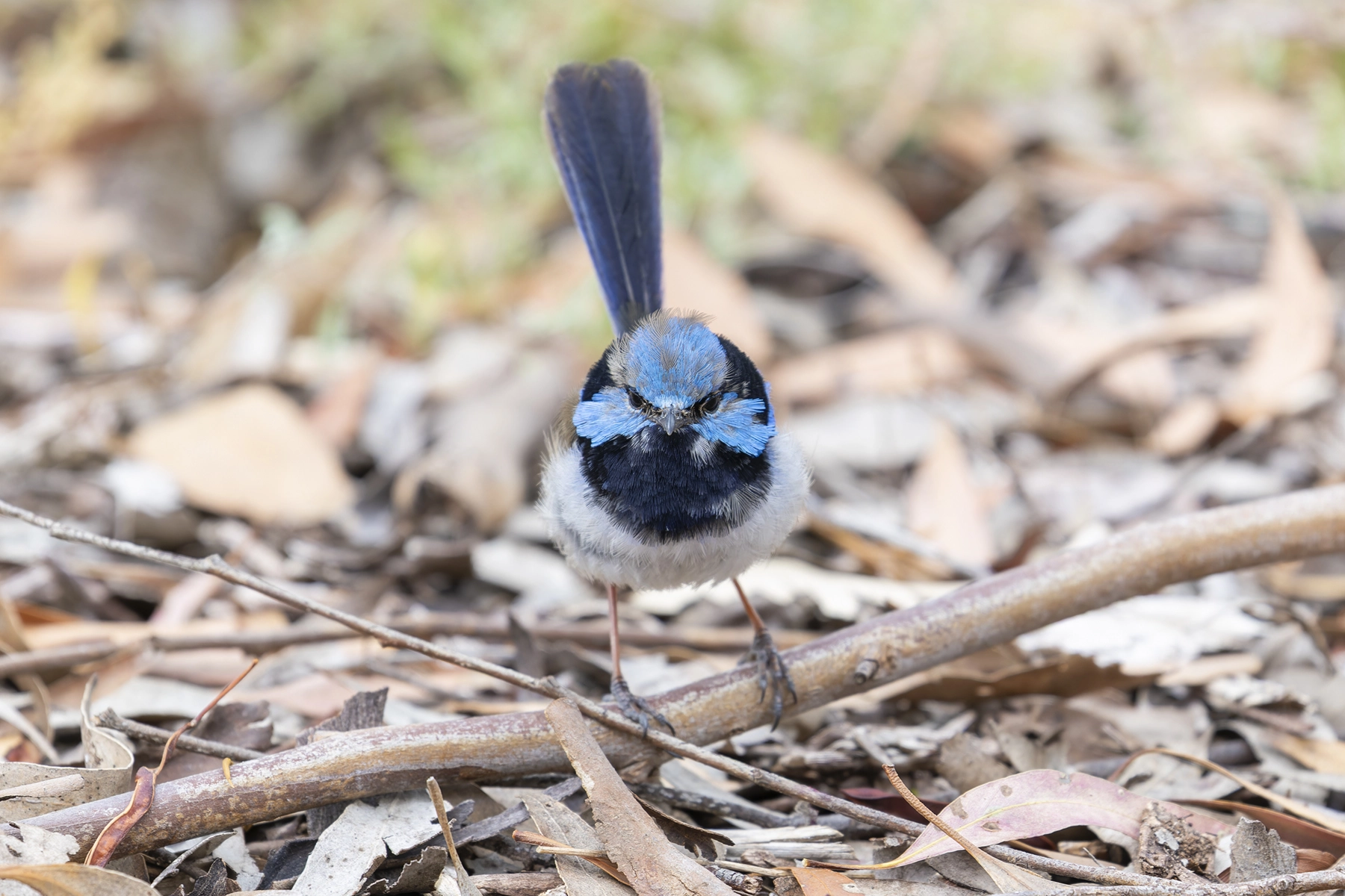 Superb Fairy-wren (Image ID 68618)