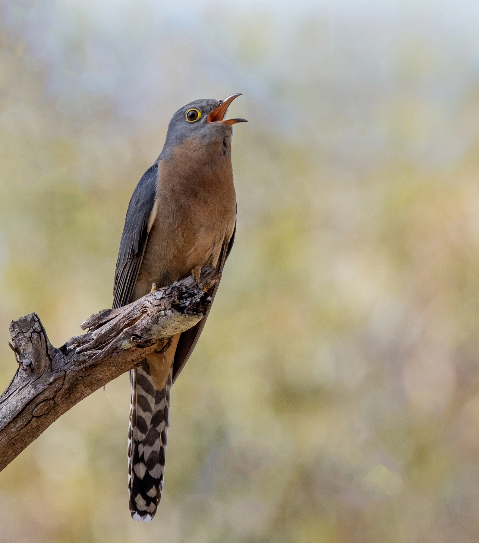 Fan-tailed Cuckoo (Image ID 68452)