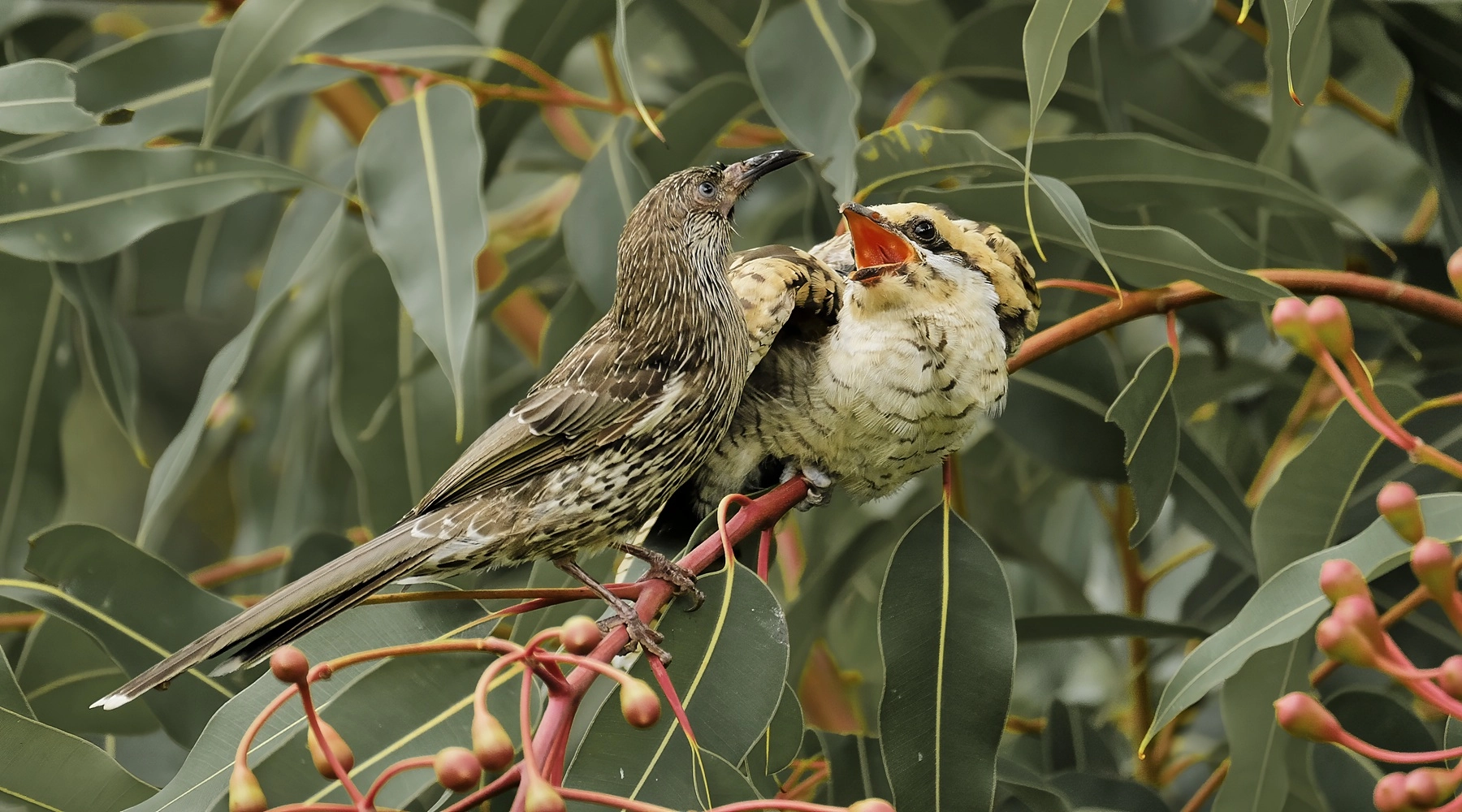 Eastern Koel, Little Wattlebird (Image ID 68789) Eastern Koel, Little Wattlebird (Image ID 68789)