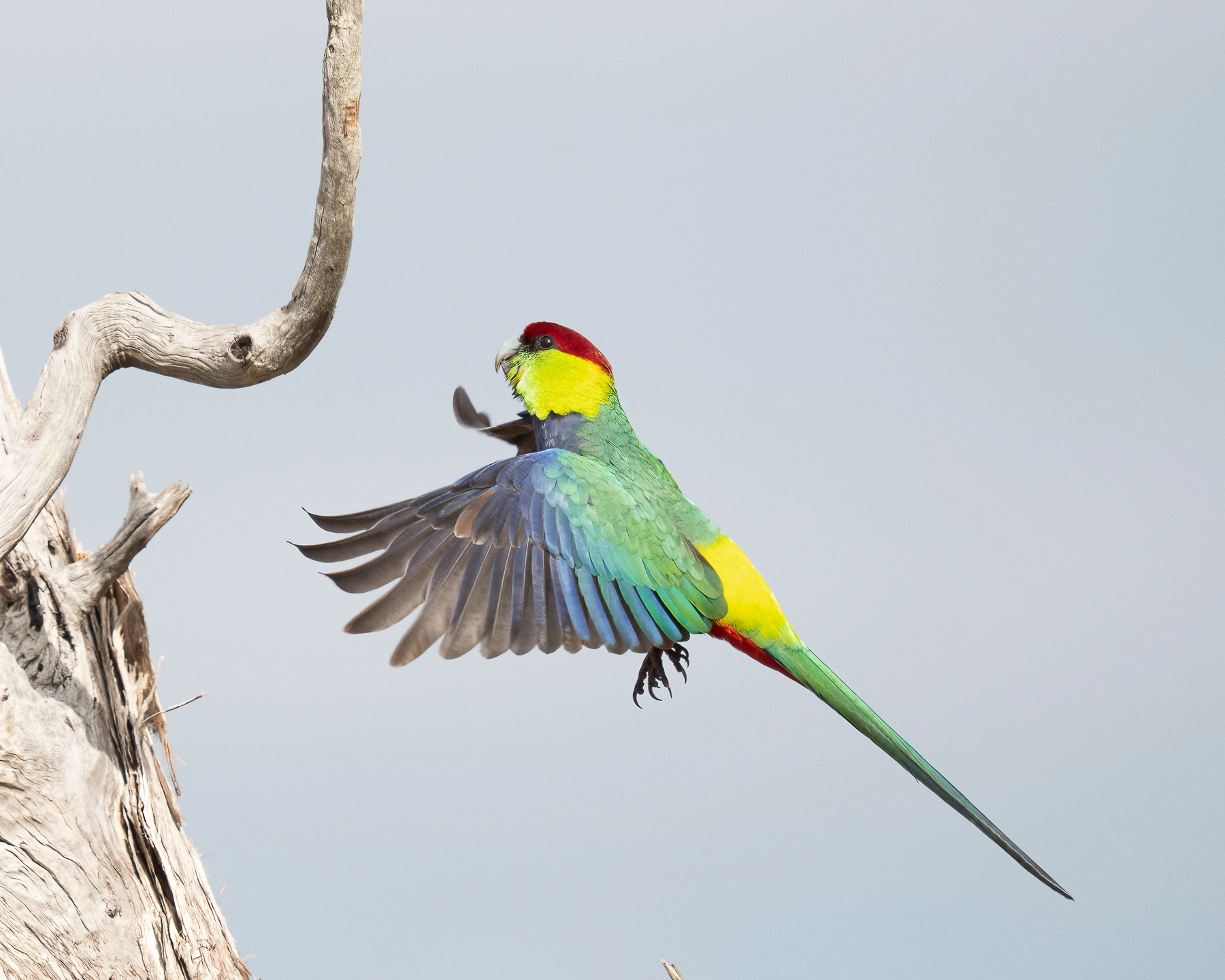 Red-capped Parrot (Image ID 69674)