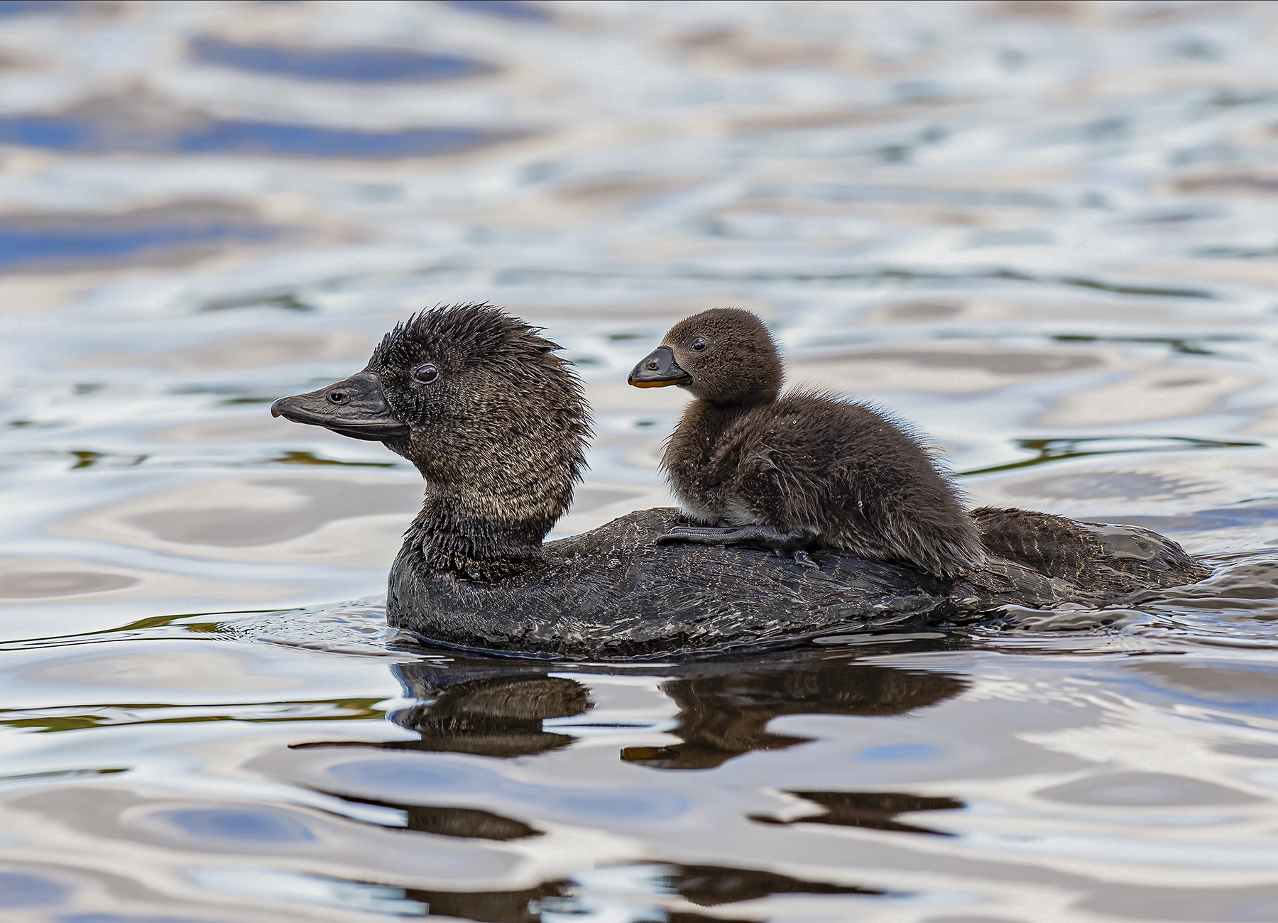 Musk Duck (Image ID 70417)