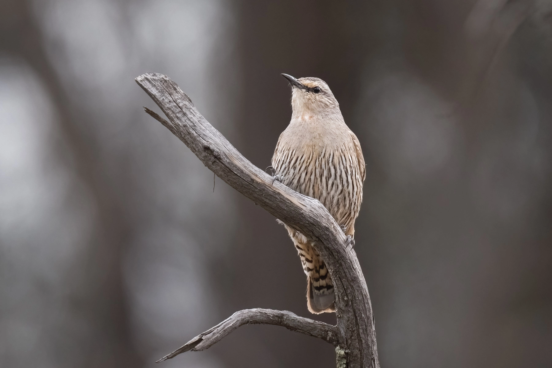 Brown Treecreeper (Image ID 70414) Brown Treecreeper (Image ID 70414)