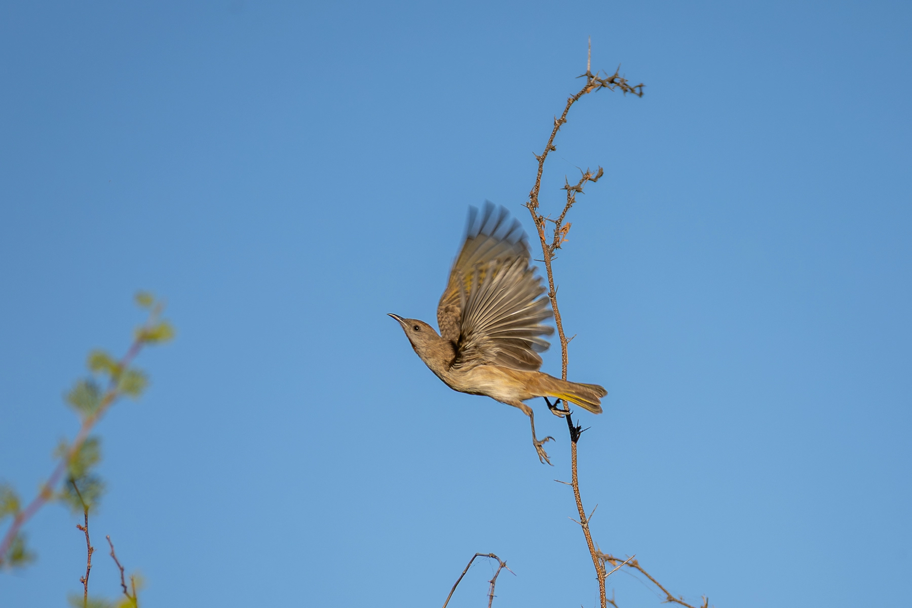 Brown Honeyeater (Image ID 70727)
