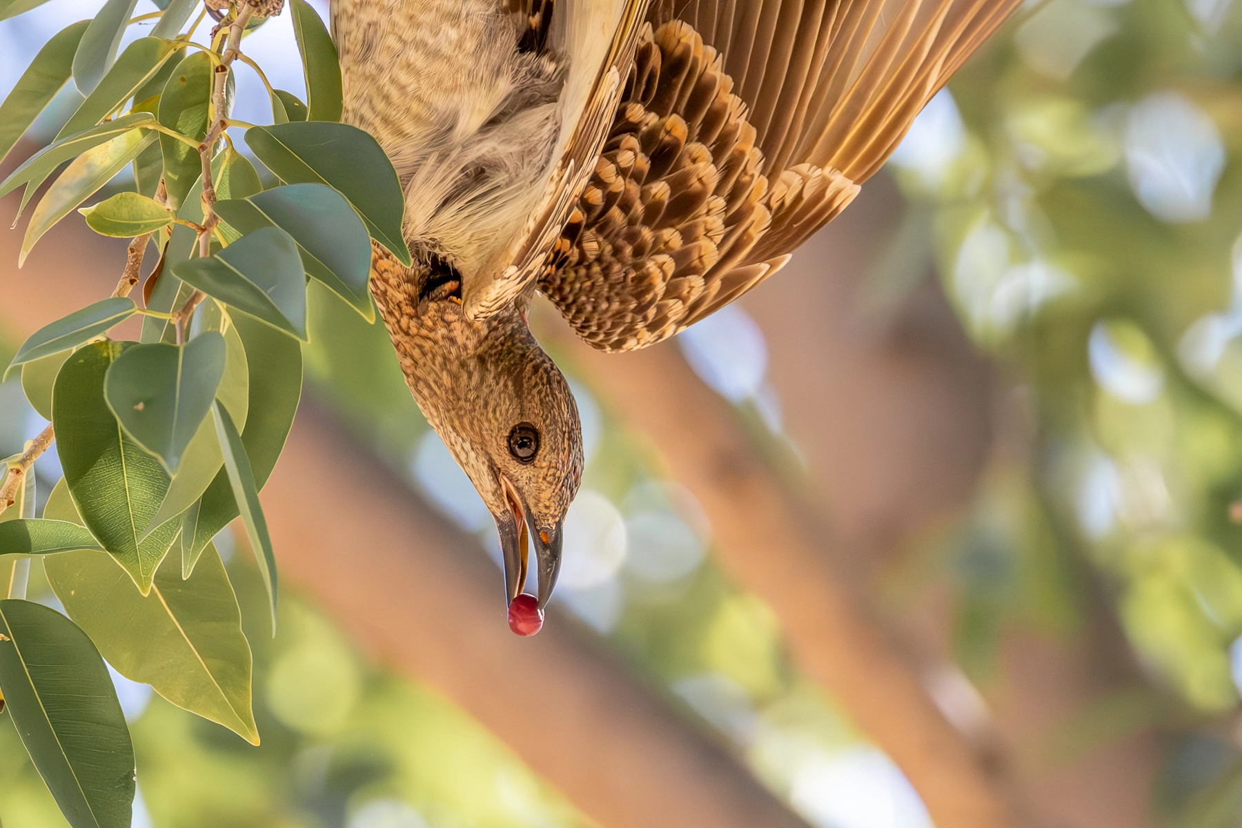 Spotted Bowerbird (Image ID 70721)