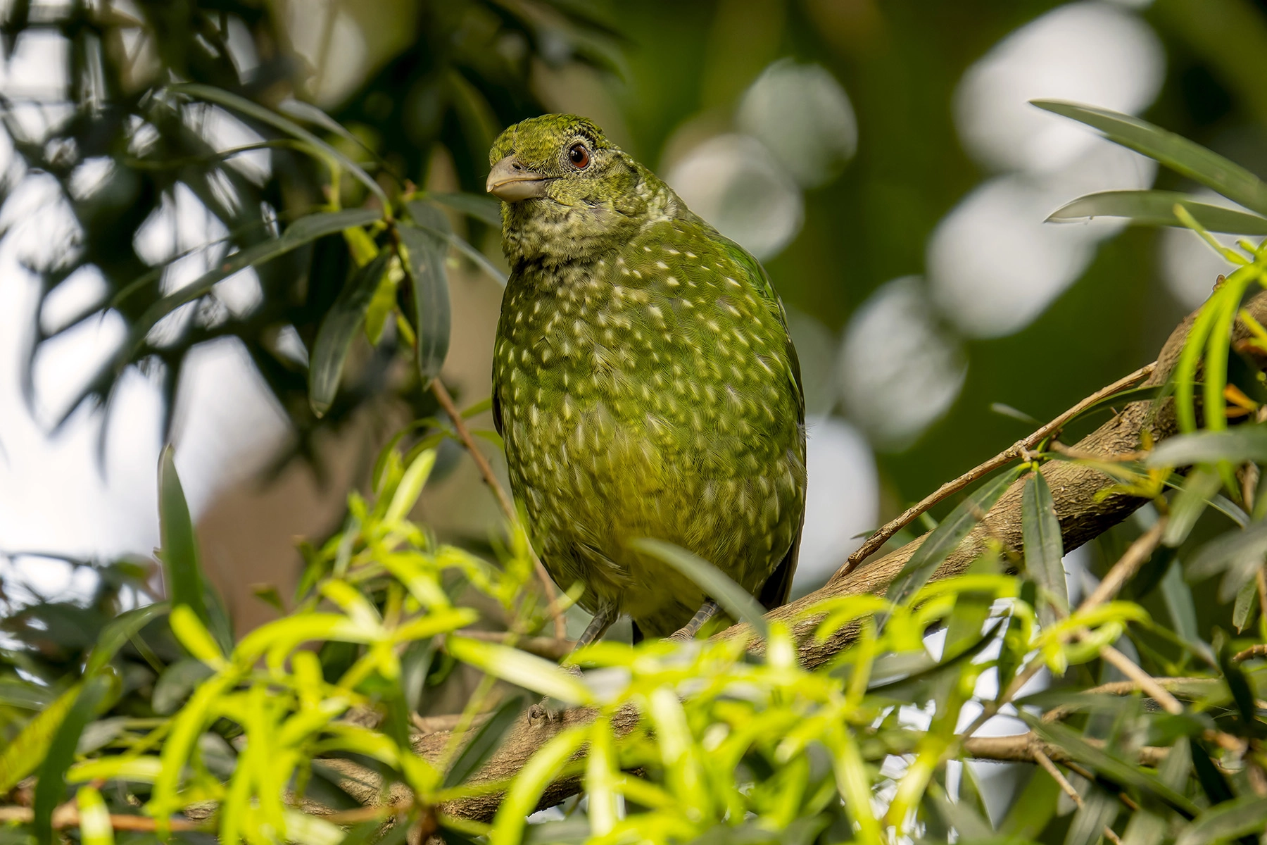 Green Catbird (Image ID 70669)