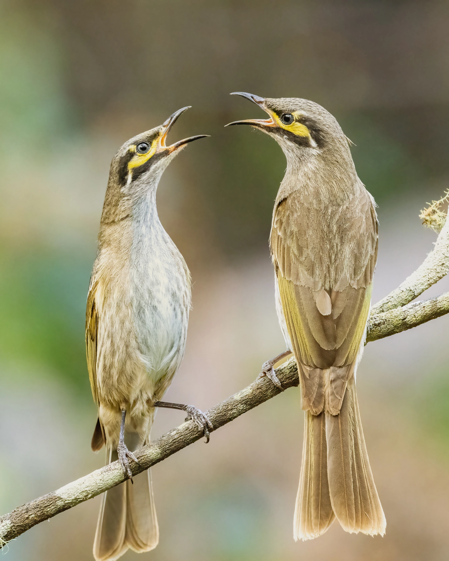 Yellow-faced Honeyeater (Image ID 71015)