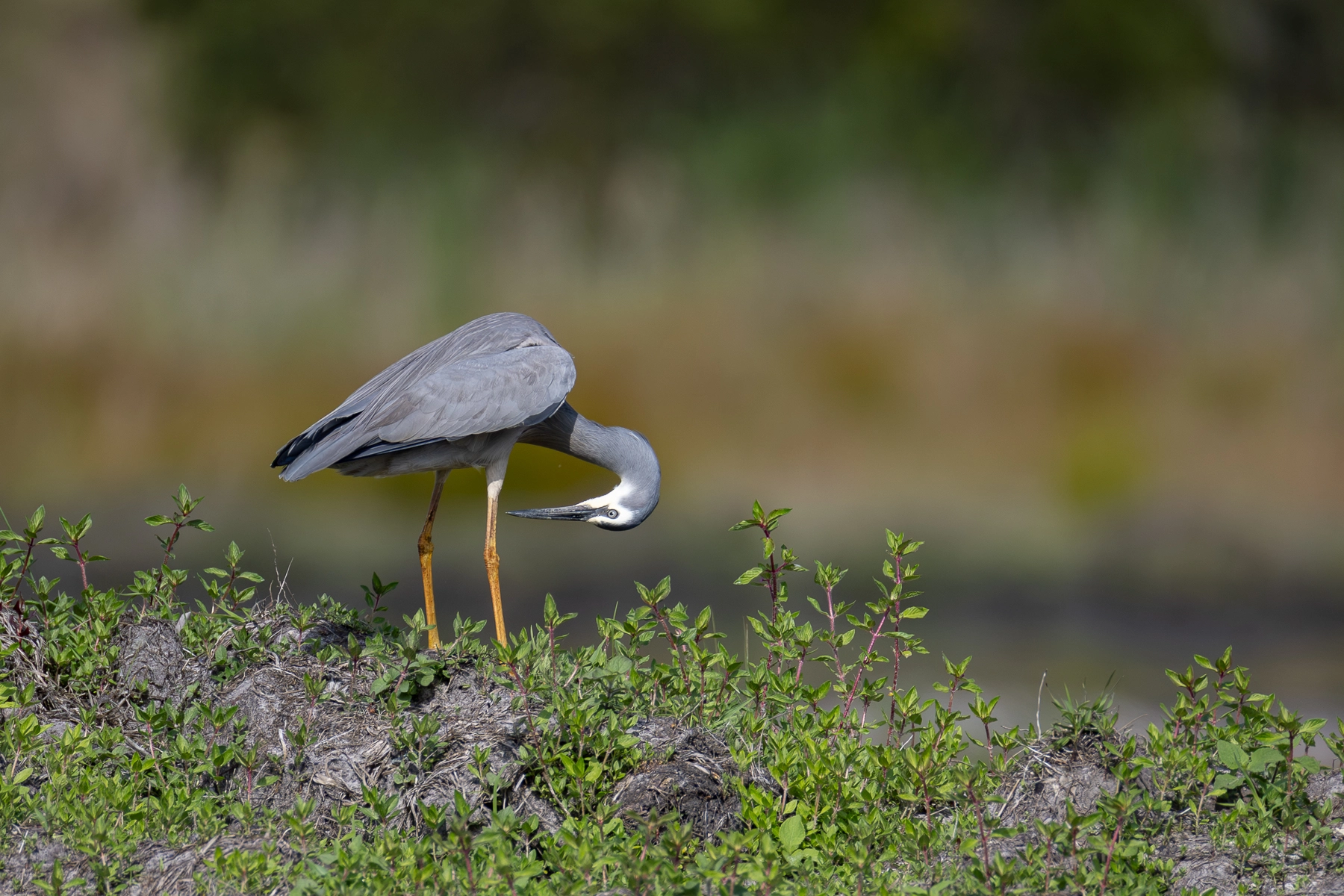 White-faced Heron (Image ID 70969)