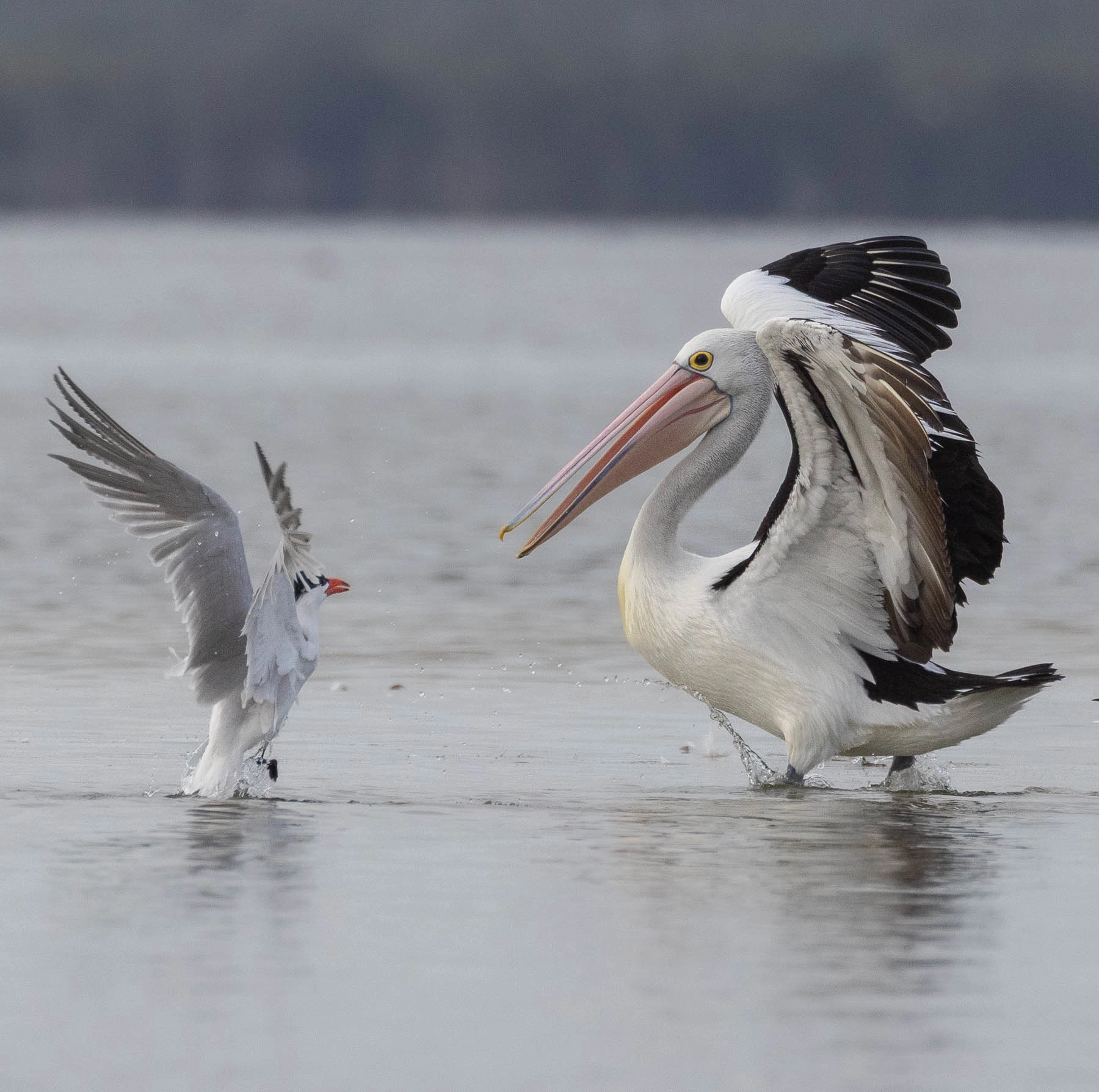 Australian Pelican, Caspian Tern (Image ID 71105)