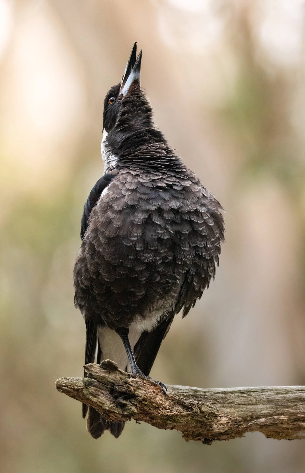 Australian Magpie (Image ID 71664) Australian Magpie (Image ID 71664)