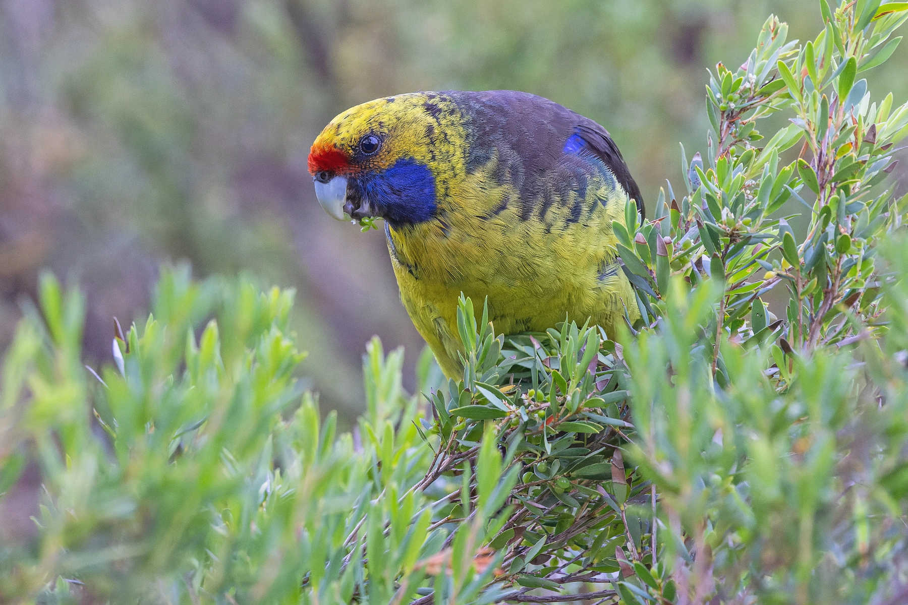 Green Rosella (Image ID 72249)