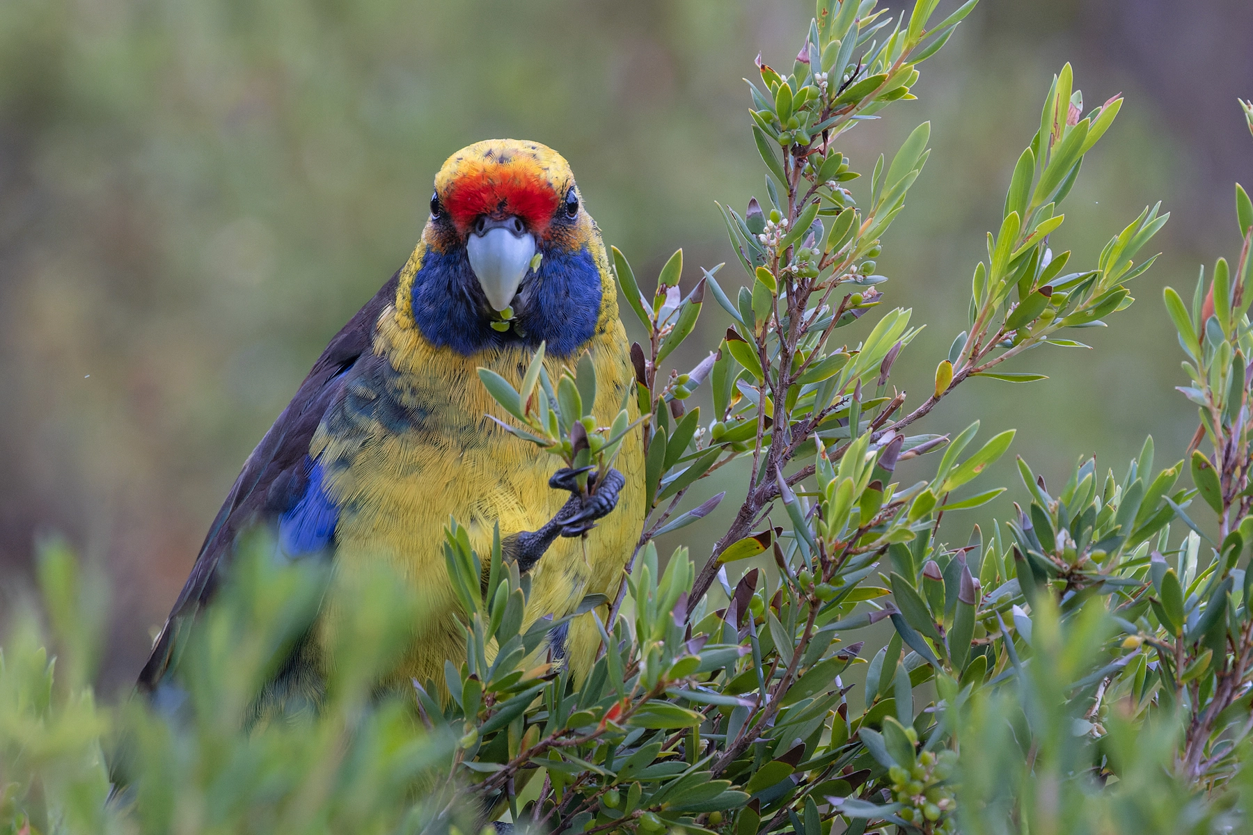 Green Rosella (Image ID 72244)