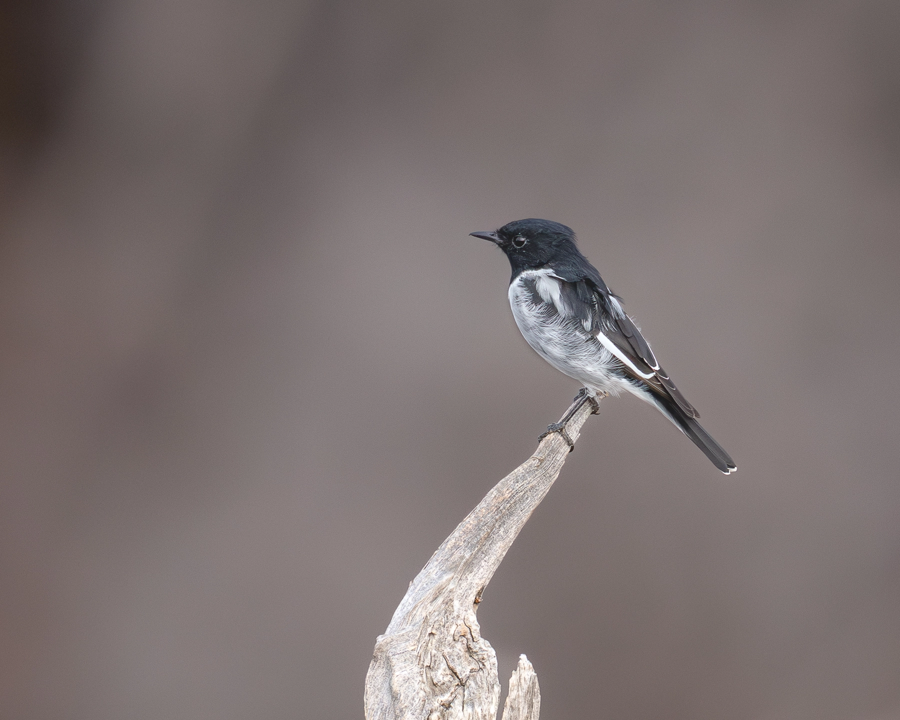 Hooded Robin (Image ID 72207) Hooded Robin (Image ID 72207)