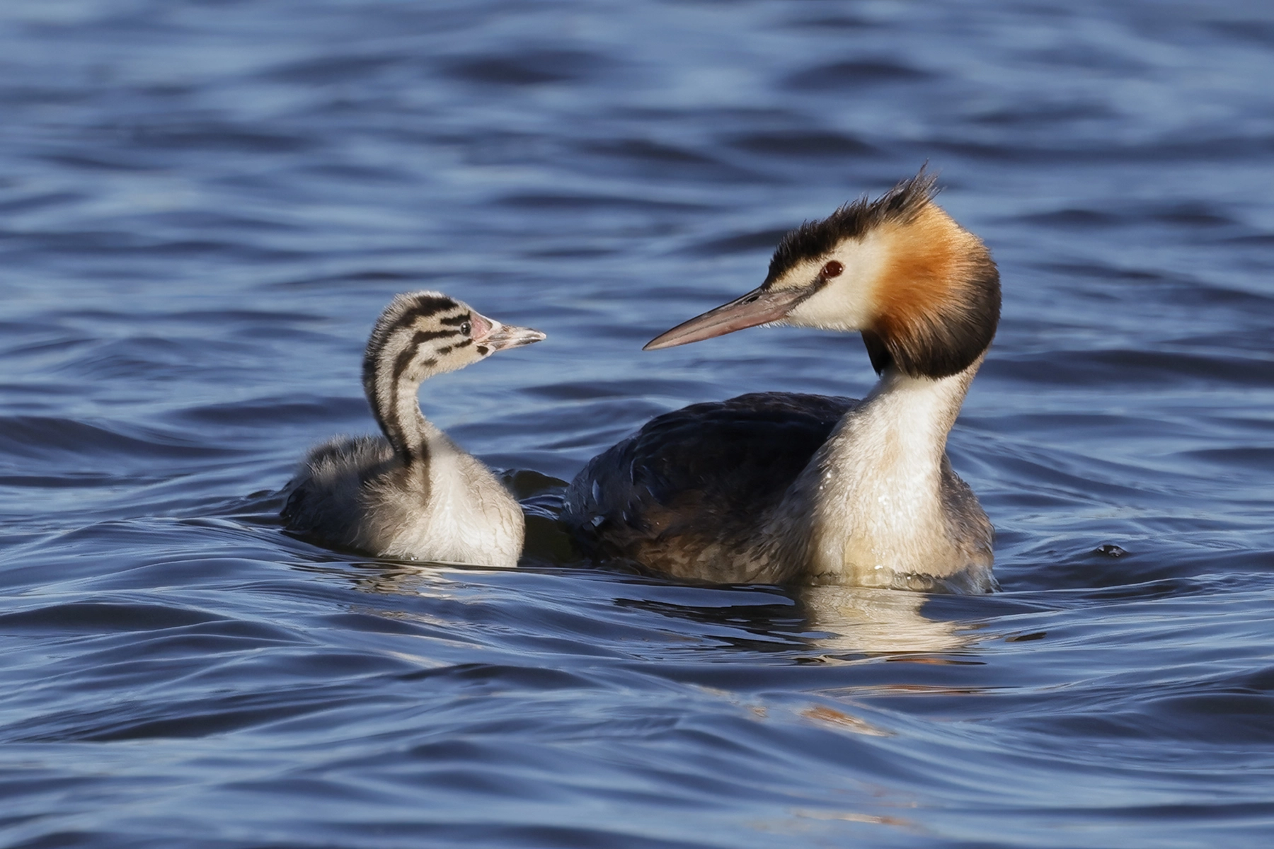 Great Crested Grebe (Image ID 72452)
