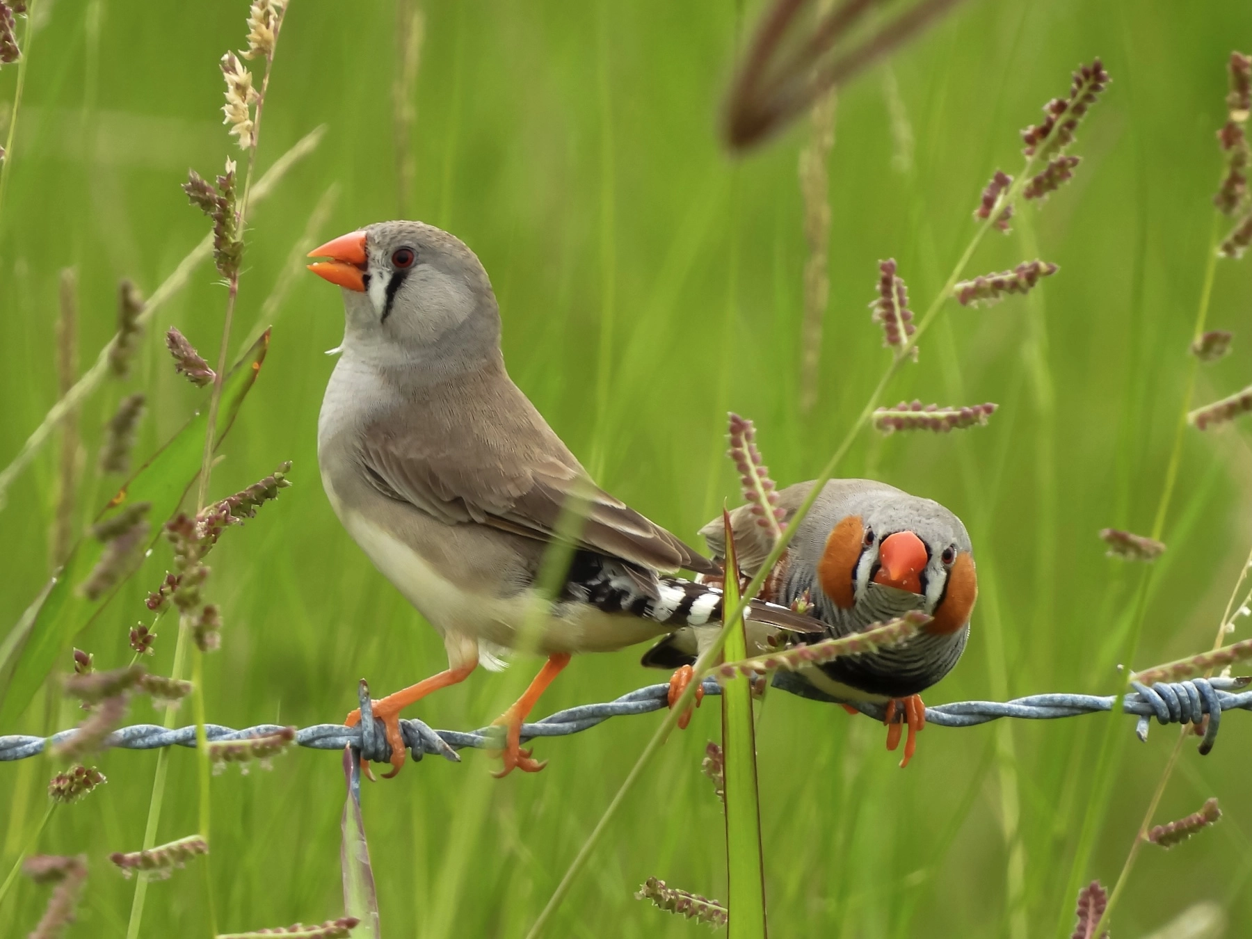 Zebra Finch (Image ID 72439)