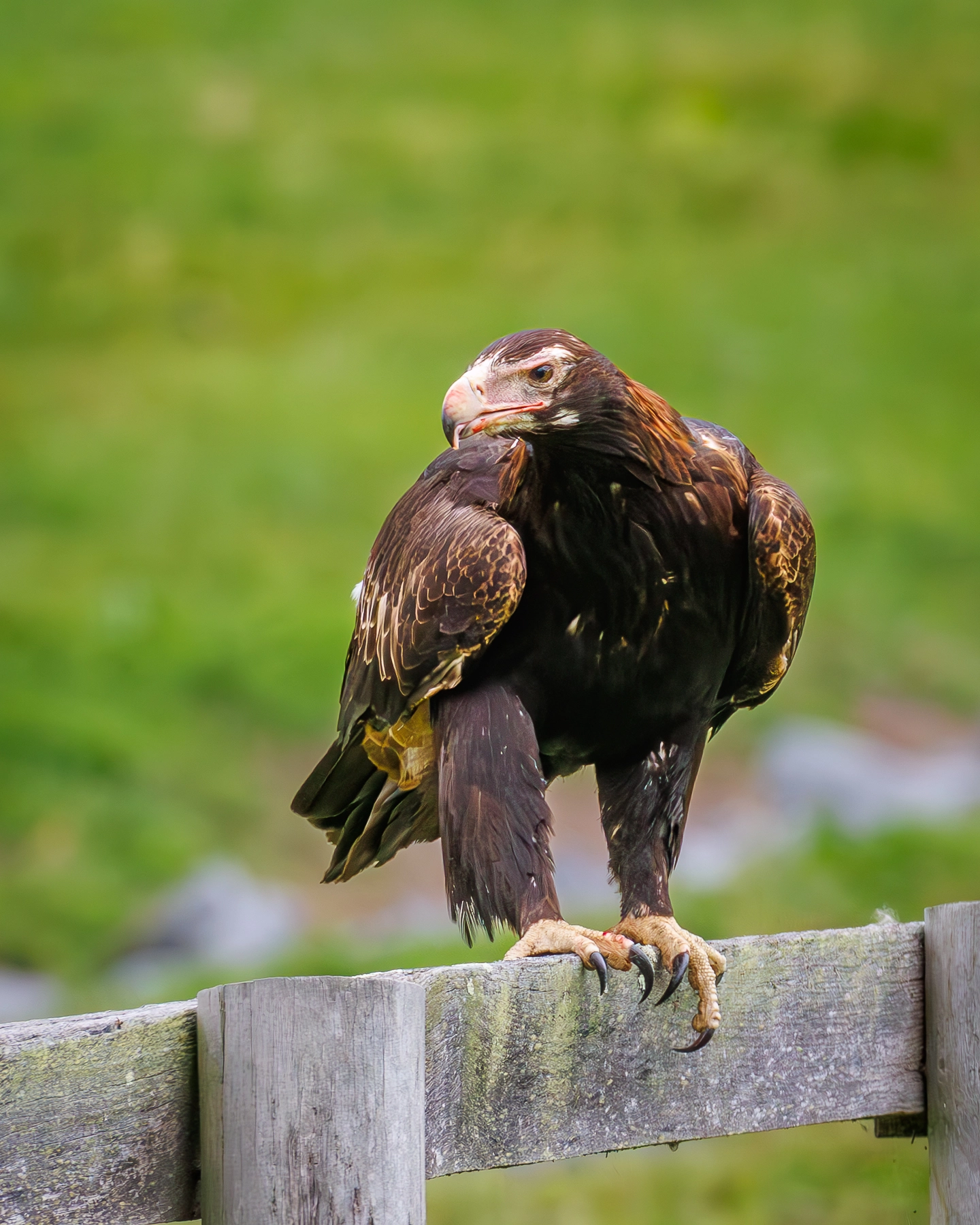 Wedge-tailed Eagle (Image ID 72453) Wedge-tailed Eagle (Image ID 72453)