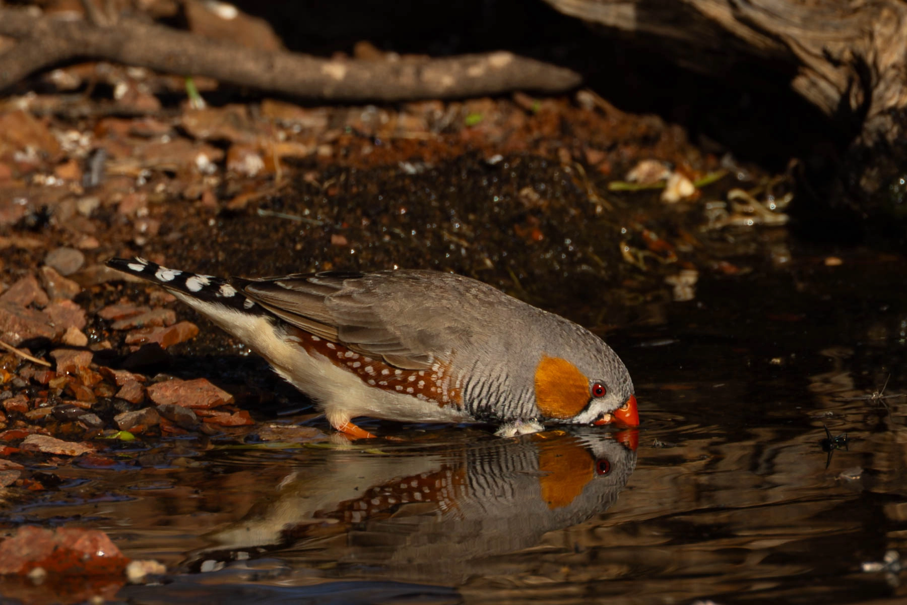 Zebra Finch (Image ID 72817)