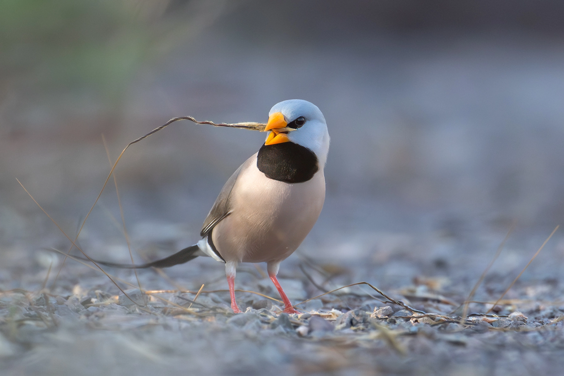 Long-tailed Finch (Image ID 73004)