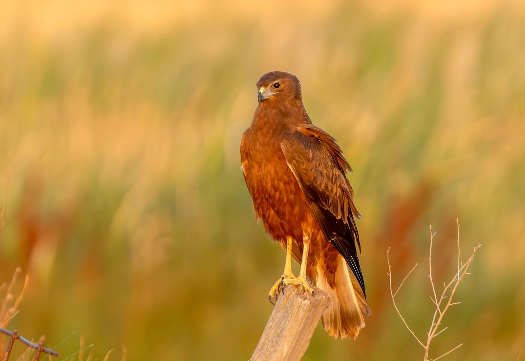 Swamp Harrier (Image ID 72916) Swamp Harrier (Image ID 72916)