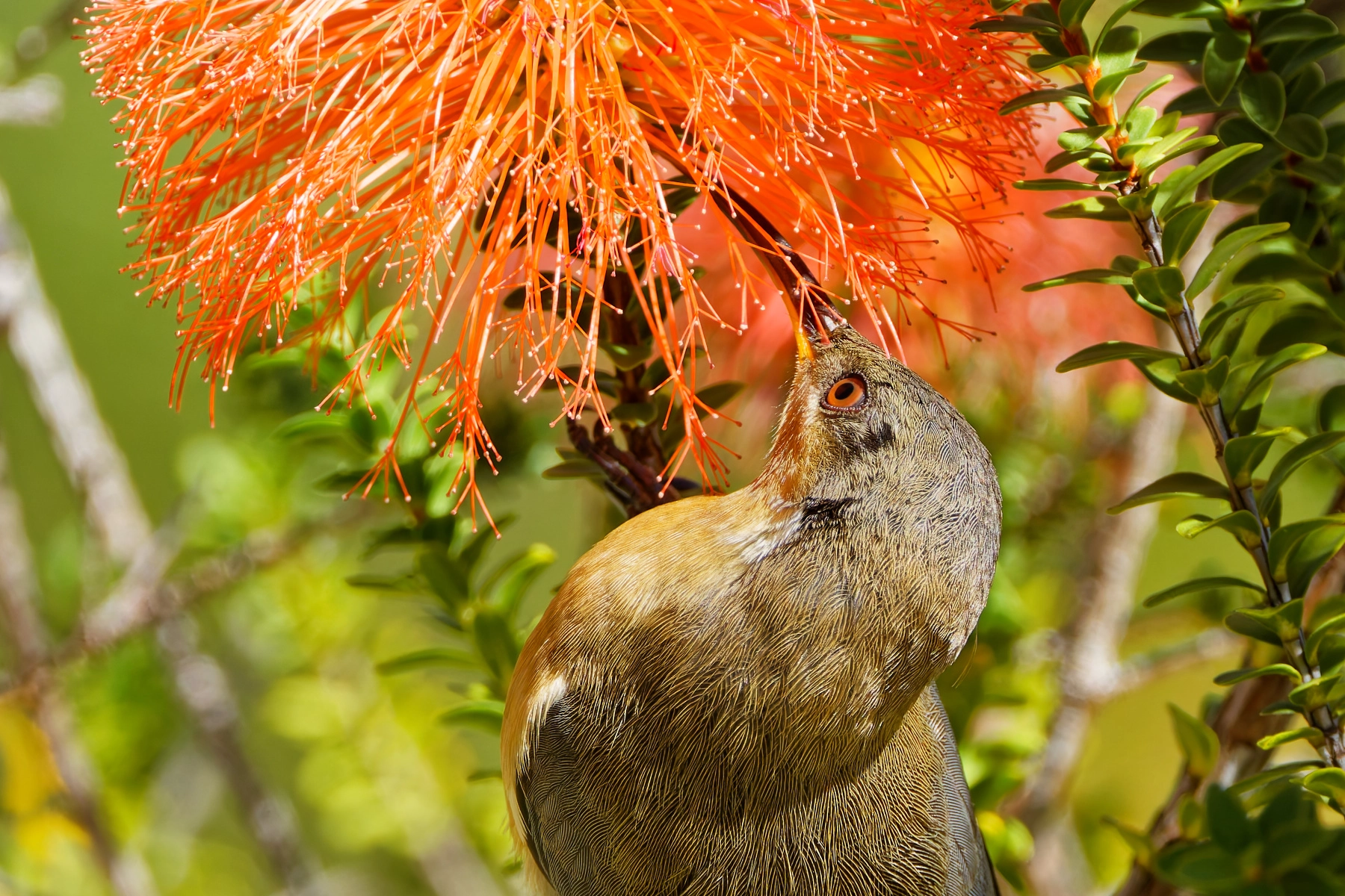 Eastern Spinebill (Image ID 72749)