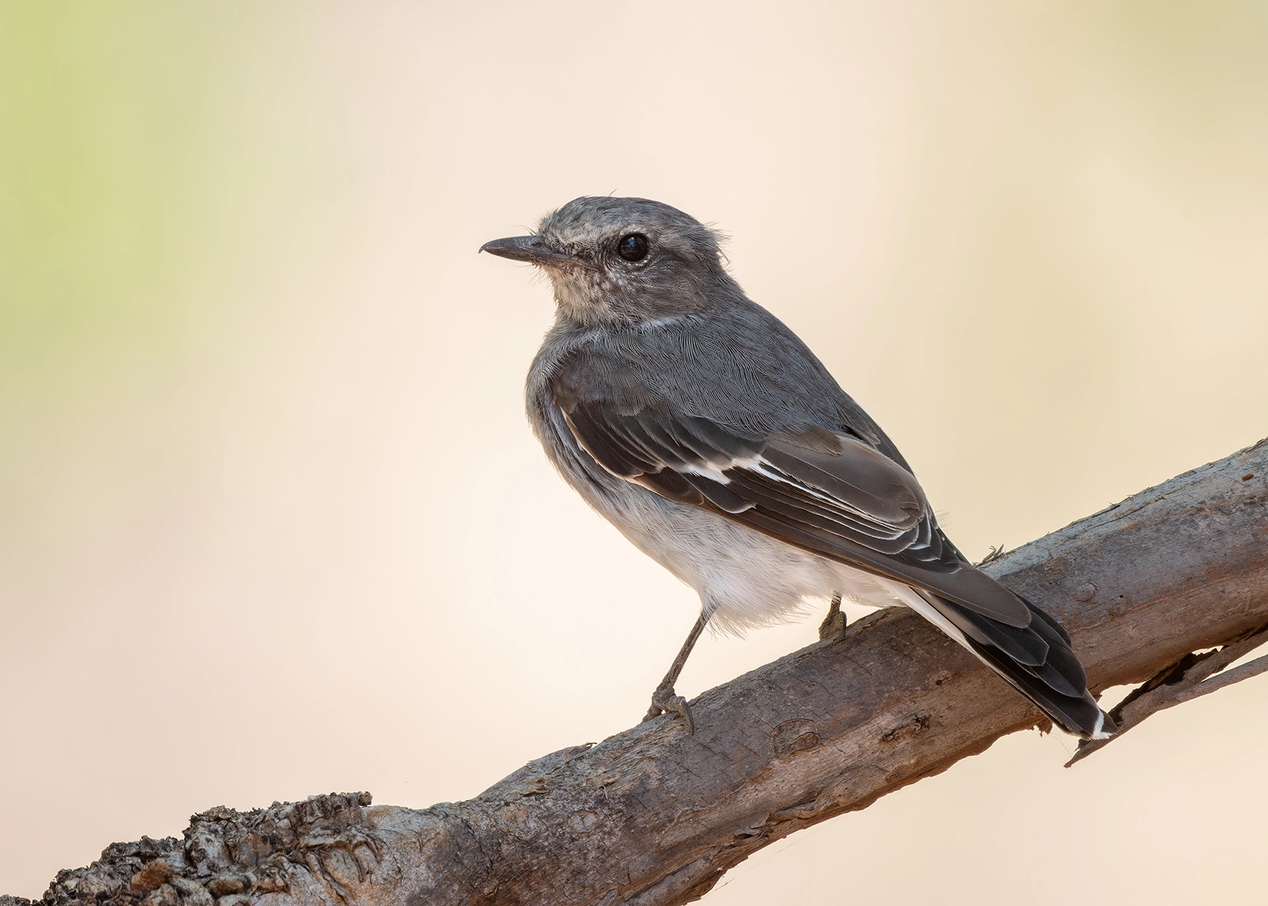 Hooded Robin (Image ID 72937)