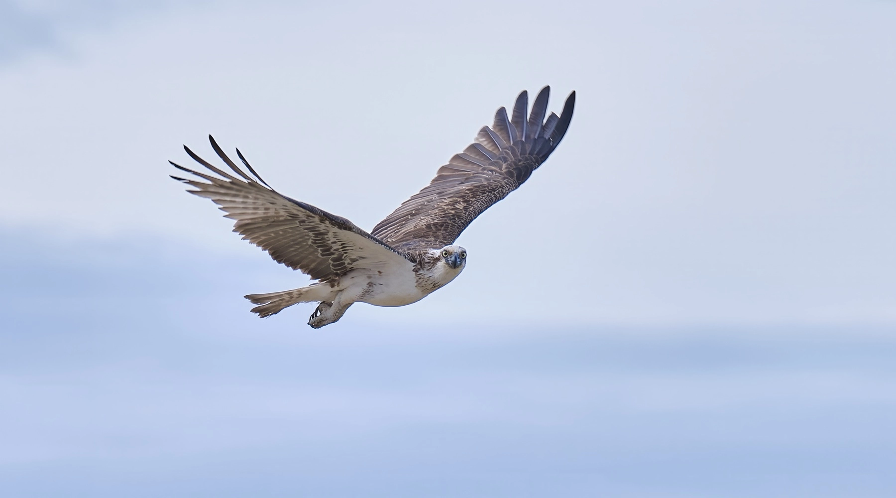 Osprey (Image ID 73043)