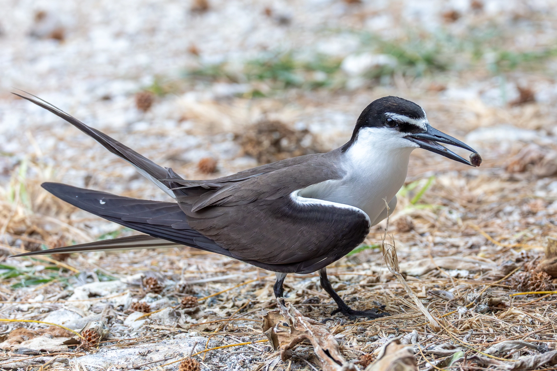 Bridled Tern (Image ID 72837)