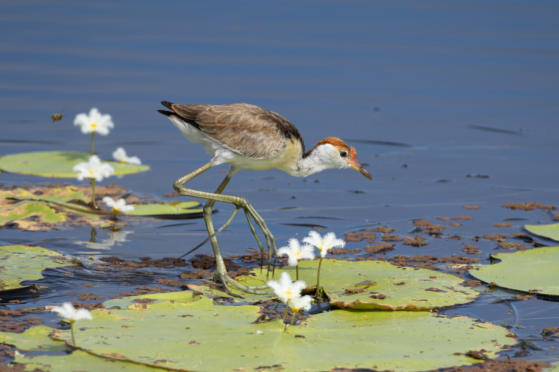 Comb-crested Jacana (Image ID 72934)