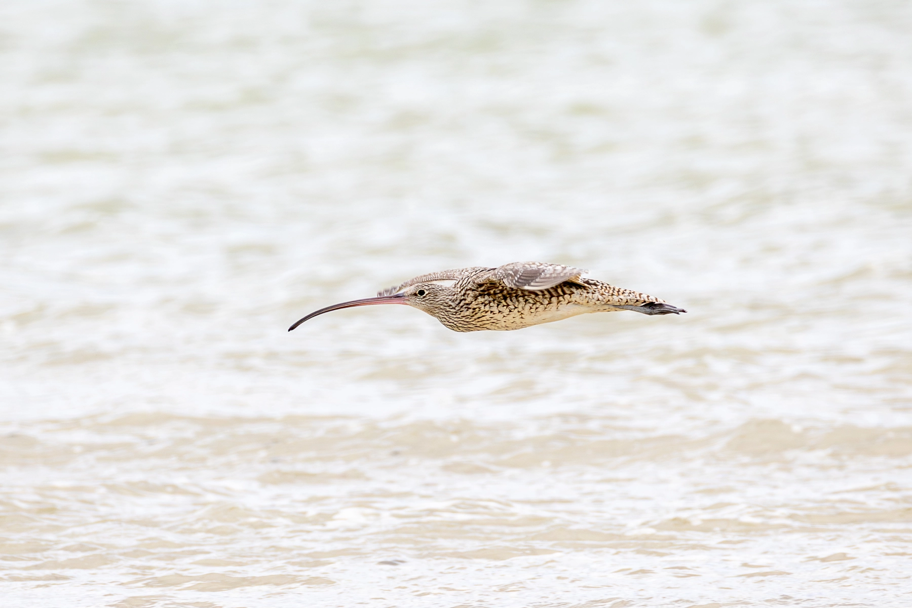 Far Eastern Curlew (Image ID 72712)