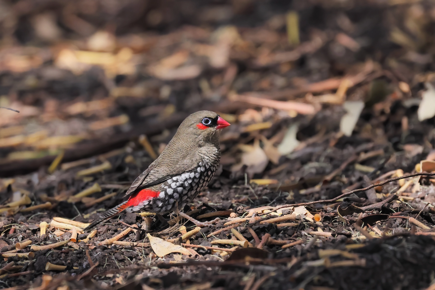 Red-eared Firetail (Image ID 73064)