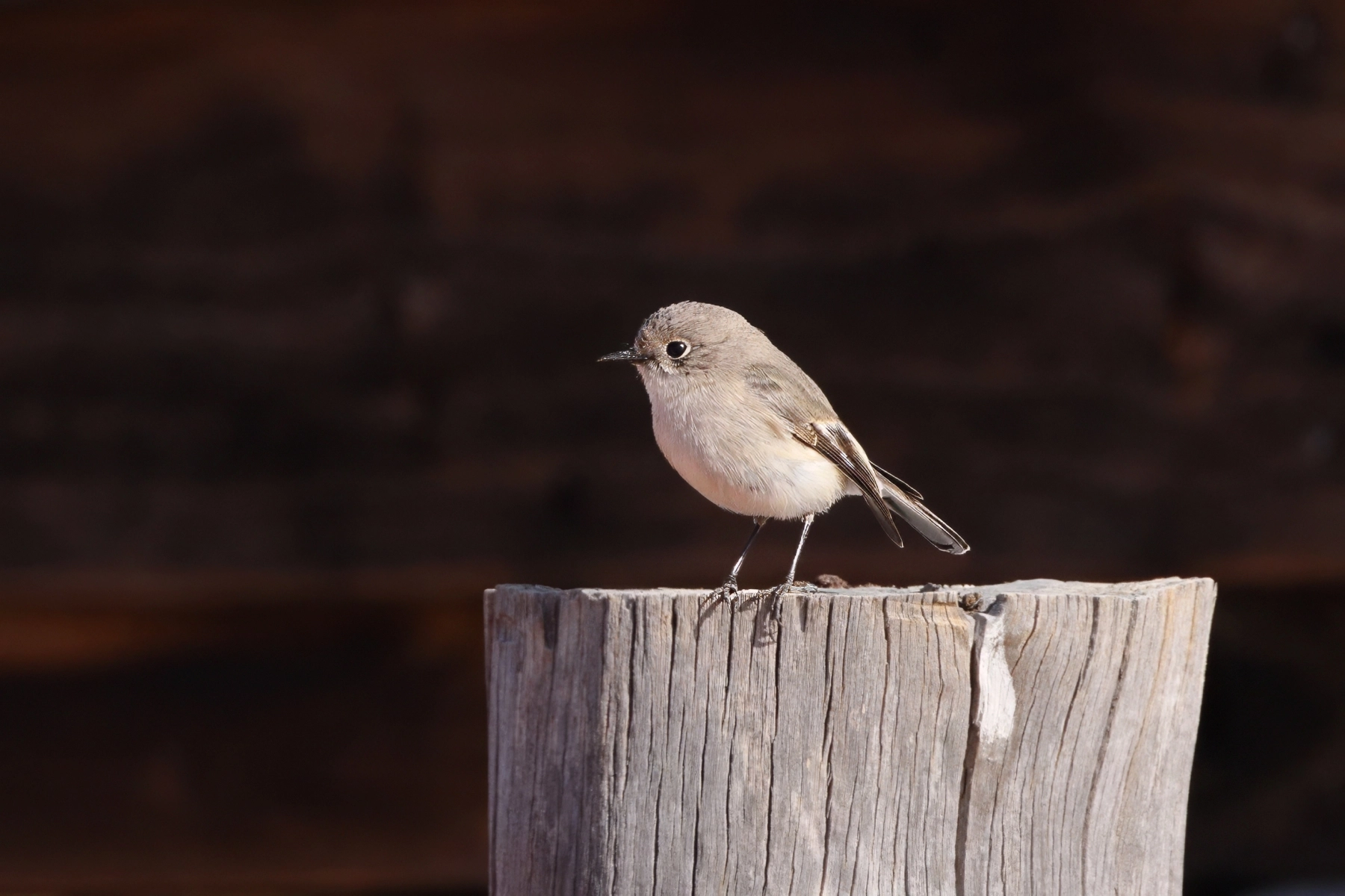 Red-capped Robin (Image ID 73051)