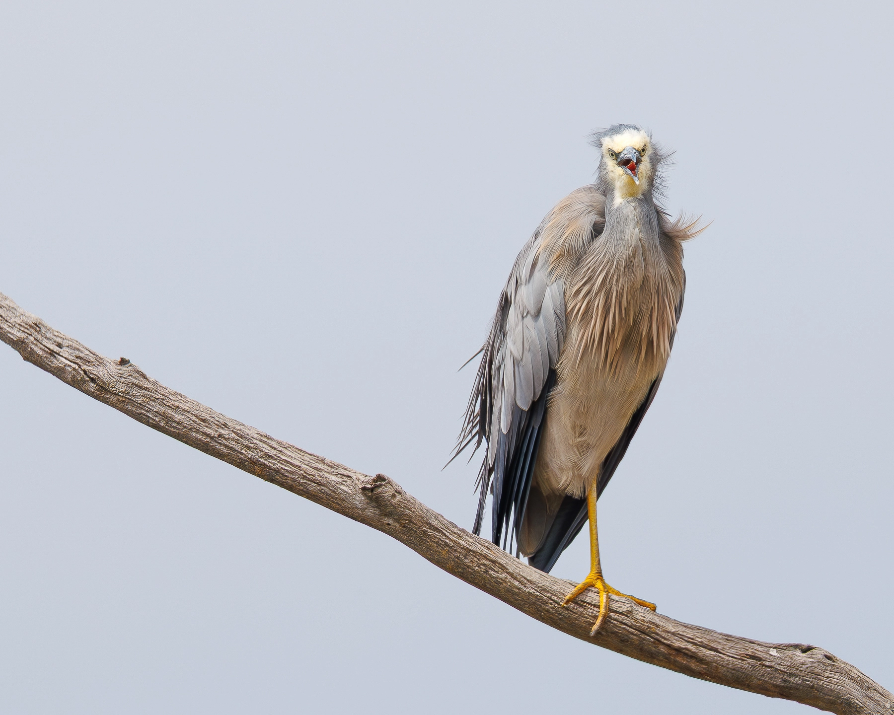 White-faced Heron (Image ID 72999) White-faced Heron (Image ID 72999)
