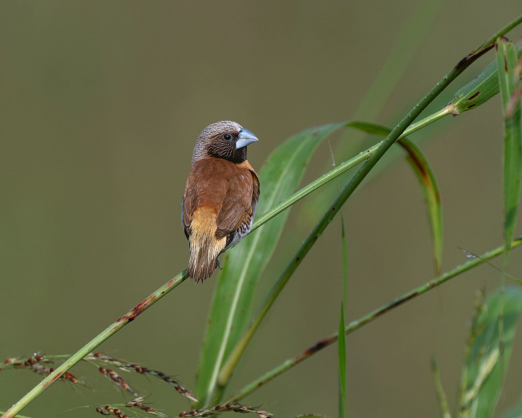 Chestnut-breasted Mannikin (Image ID 72802)