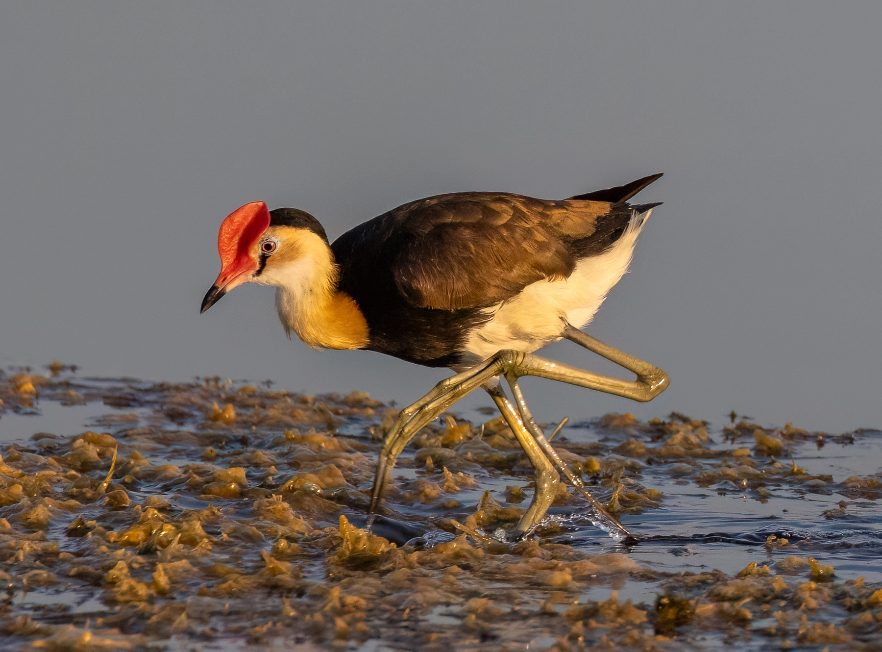 Comb-crested Jacana (Image ID 73065)