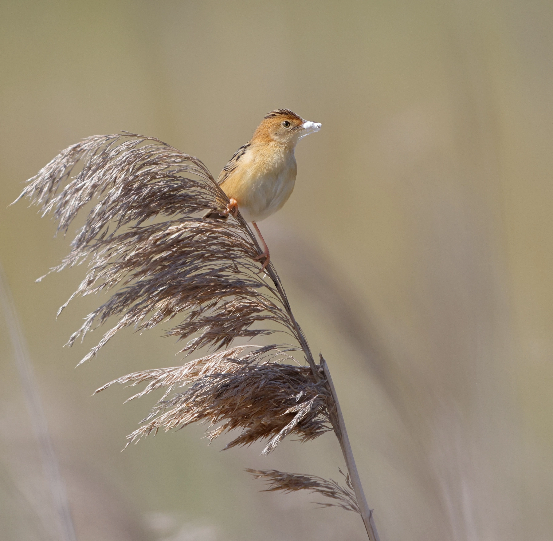 Golden-headed Cisticola (Image ID 72750)