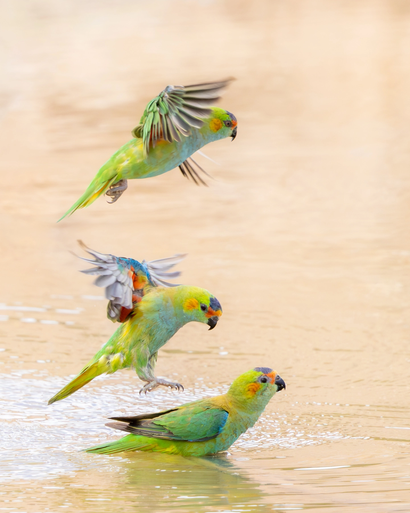 Purple-crowned Lorikeet (Image ID 73041)