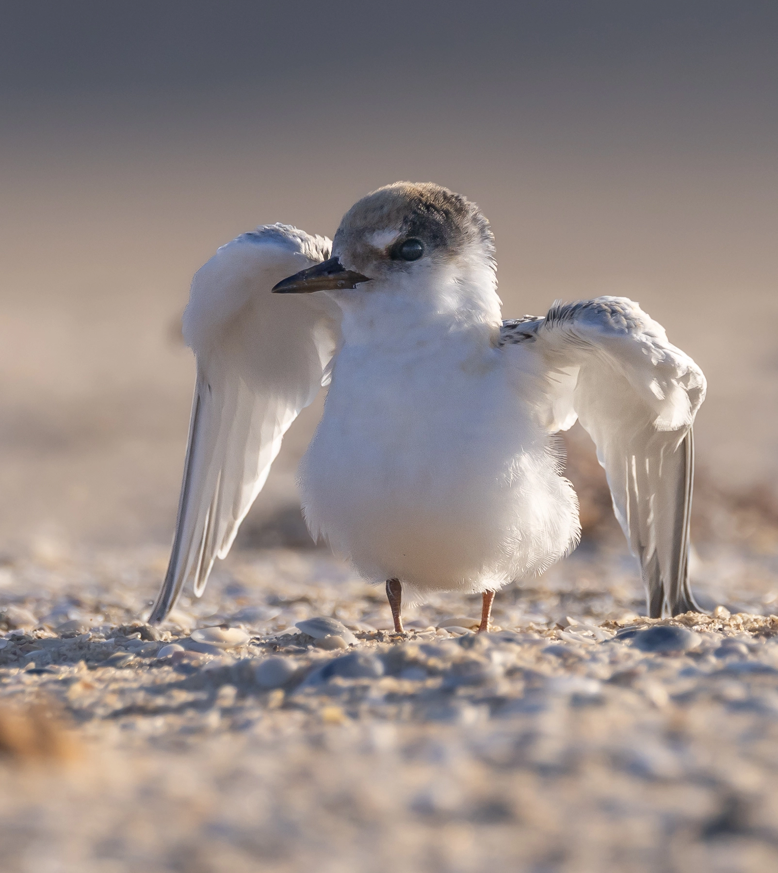 Fairy Tern (Image ID 72747)