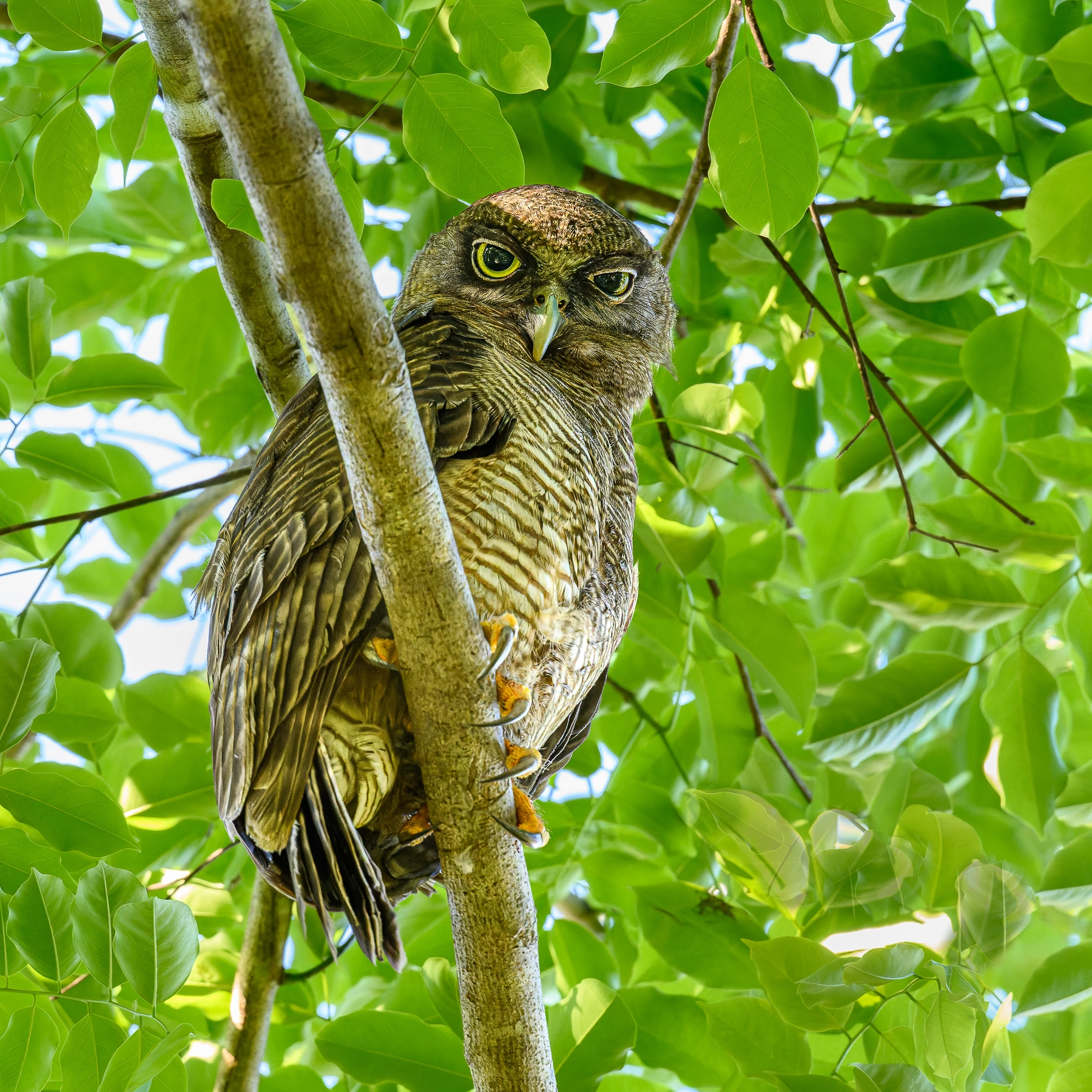 Rufous Owl (Image ID 73481) Rufous Owl (Image ID 73481)