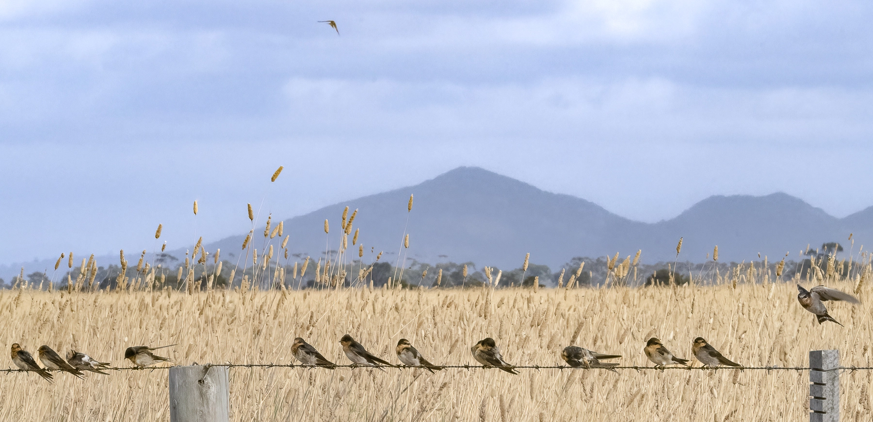 Welcome Swallow (Image ID 73480)