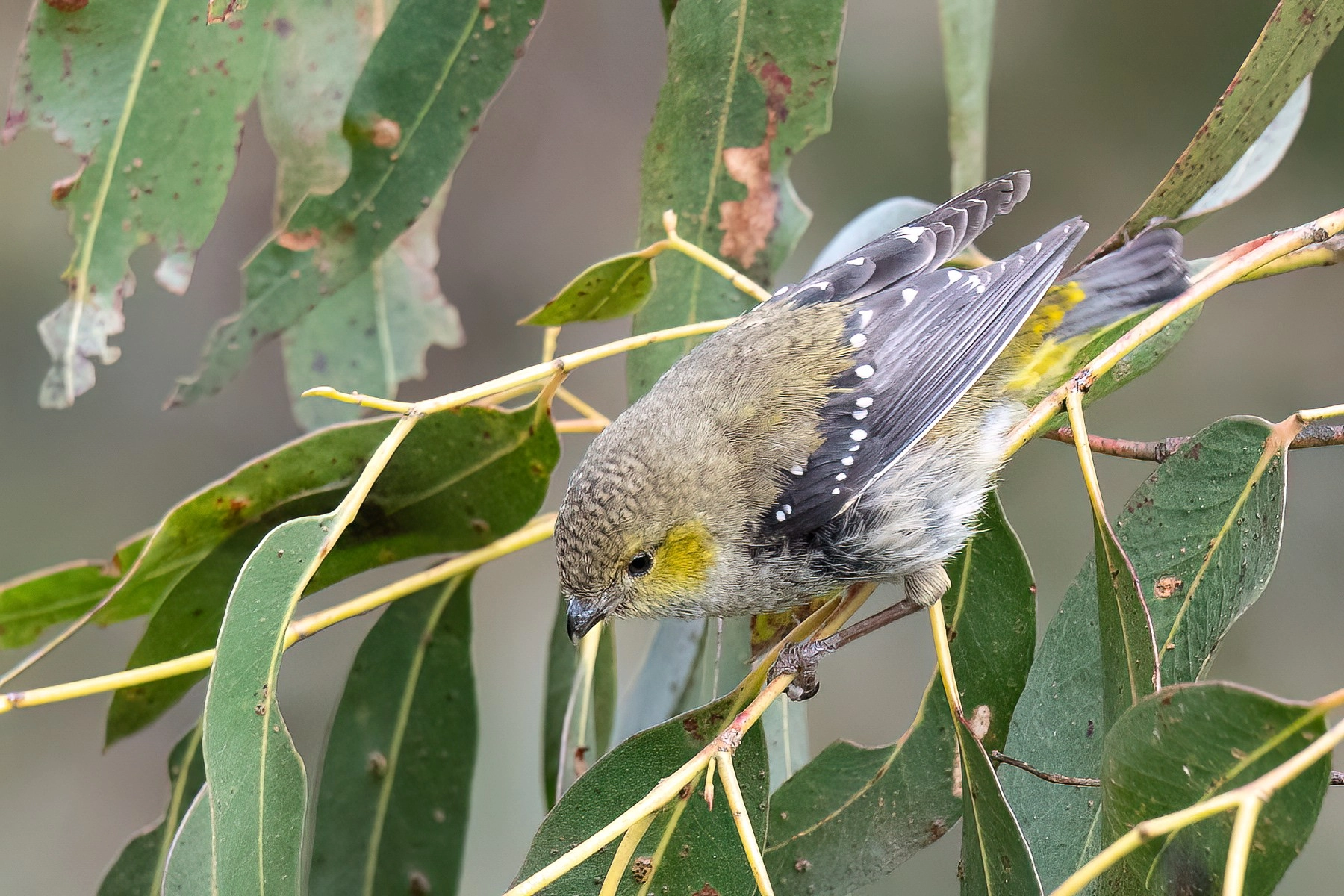 Forty-spotted Pardalote (Image ID 73088)